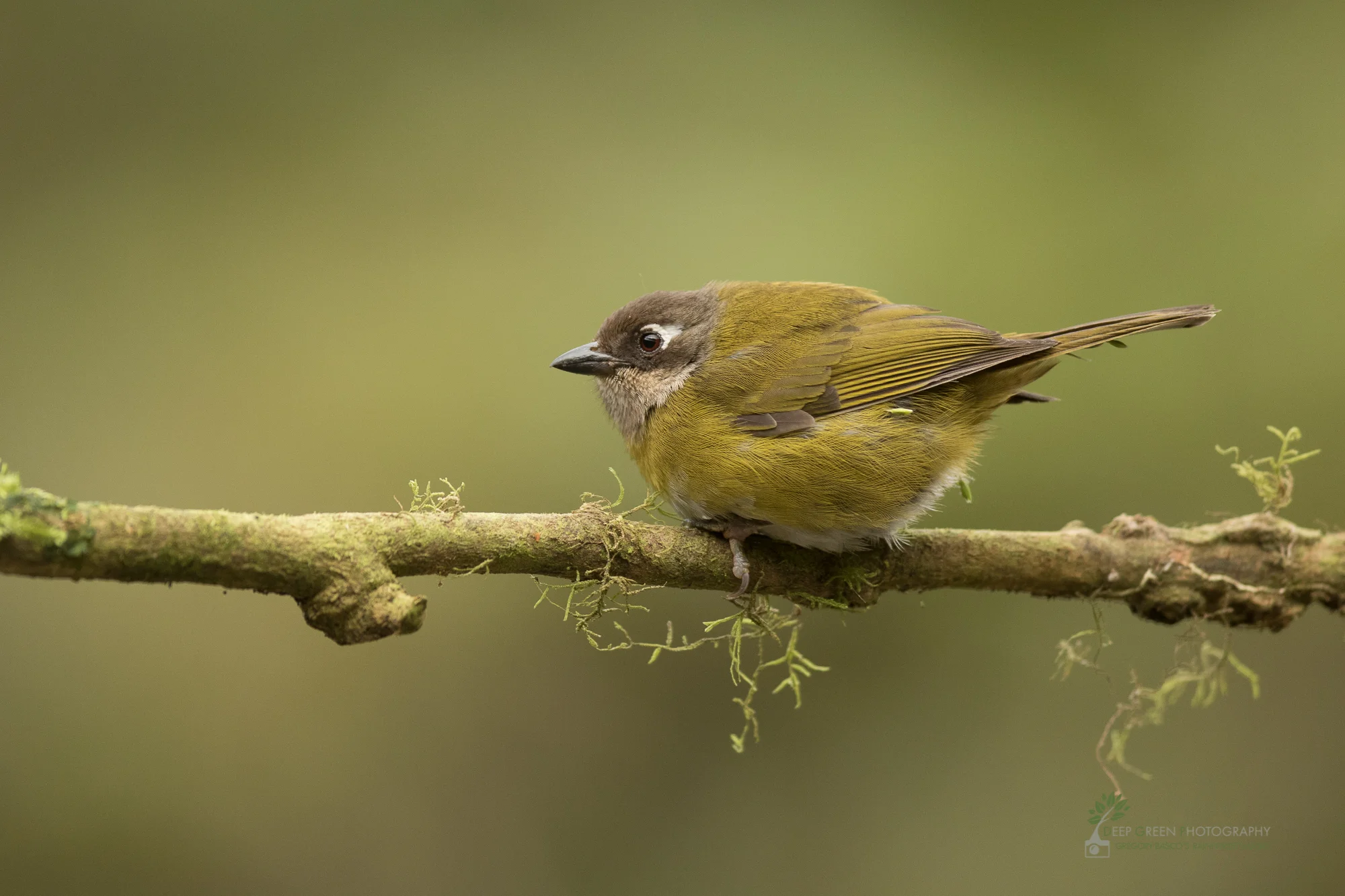 A Common Chlorospingus in a cloud forest, Costa Rica