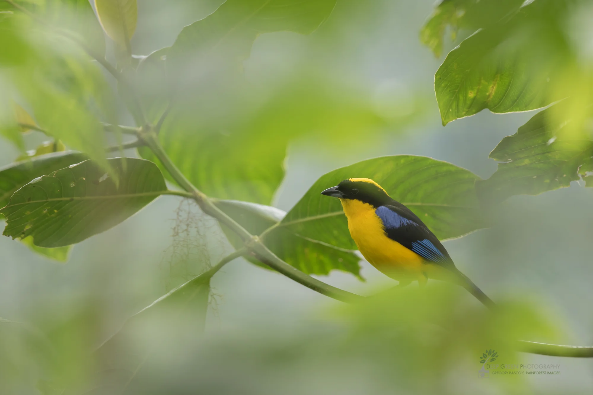 Blue-winged Mountain Tanager, cloud forest, Ecuador