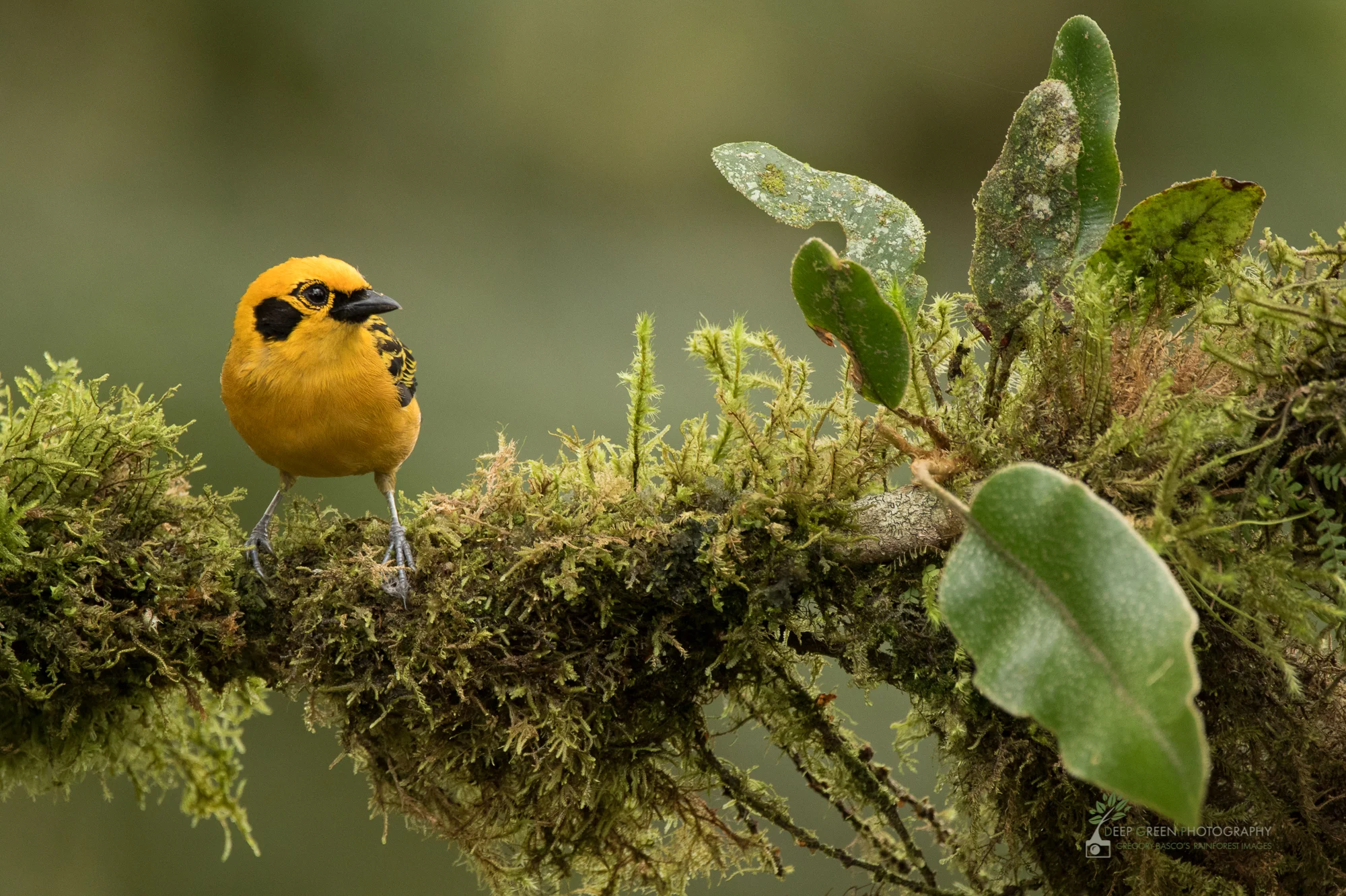 Golden Tanager, cloud forest, Ecuador