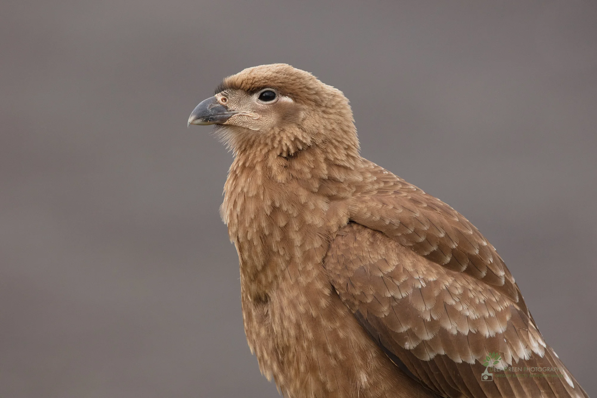 DGP-stock-birds-286.jpg