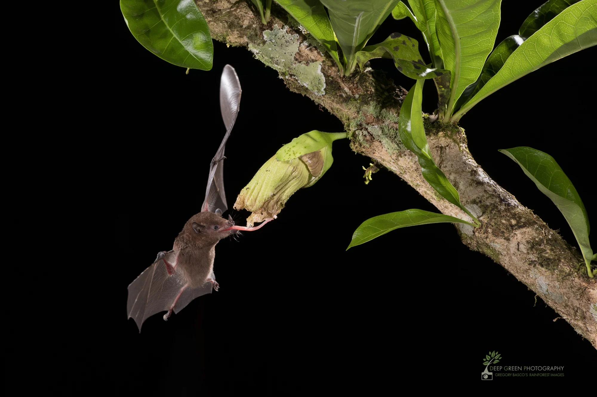 Pallas' Long-tongued Bat visit a Calabash gourd flower (Crescentia cujete) in Costa Rica