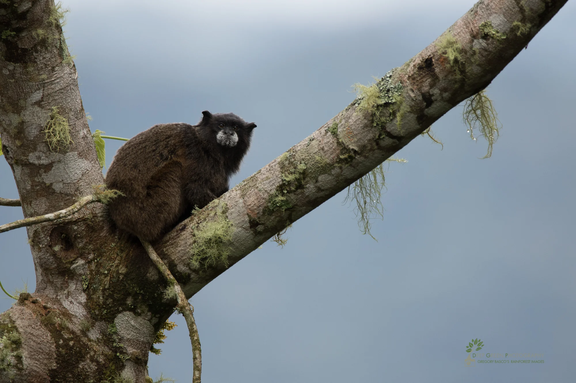 A Black-mantled Tamarin in a rainforest in Ecuador