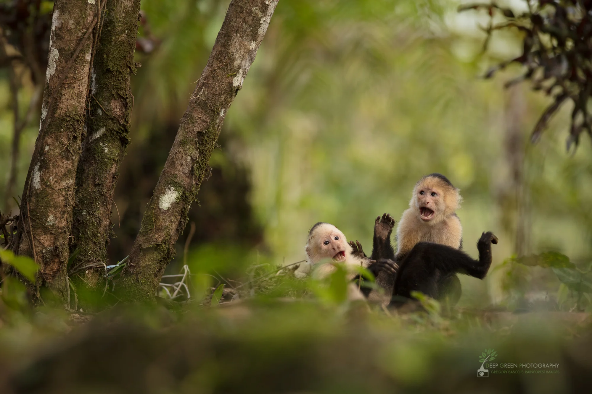 White-faced capuchin monkey juveniles tussle at a forest edge in northern Costa Rica
