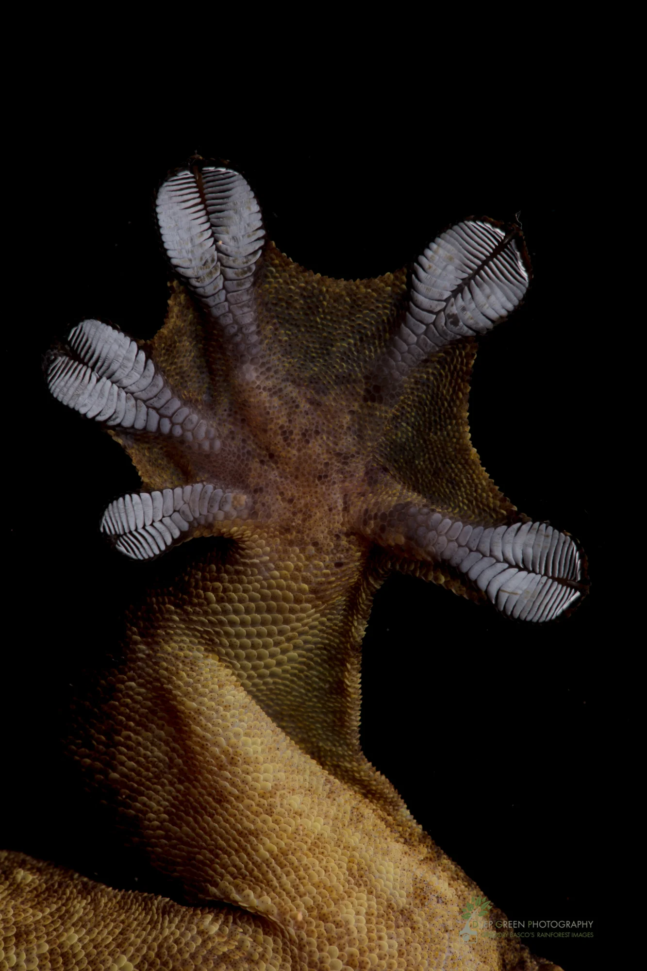 Suction pads allow a Turnip tail gecko to climb smooth surfaces, Ecuador