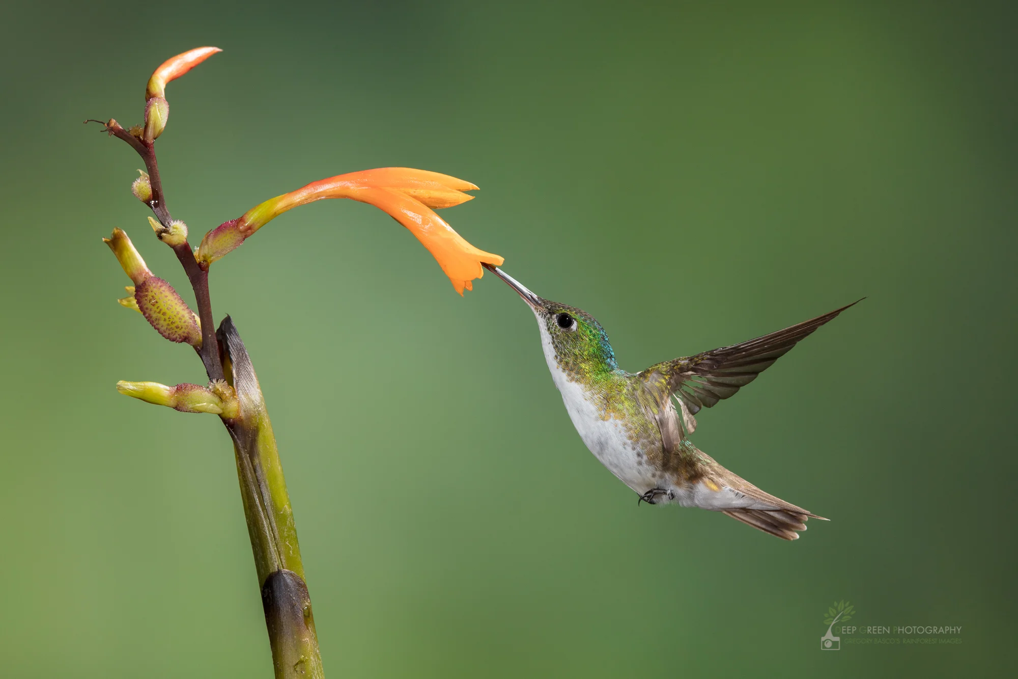 Andean Emerald visiting native Canna flower, Ecuador