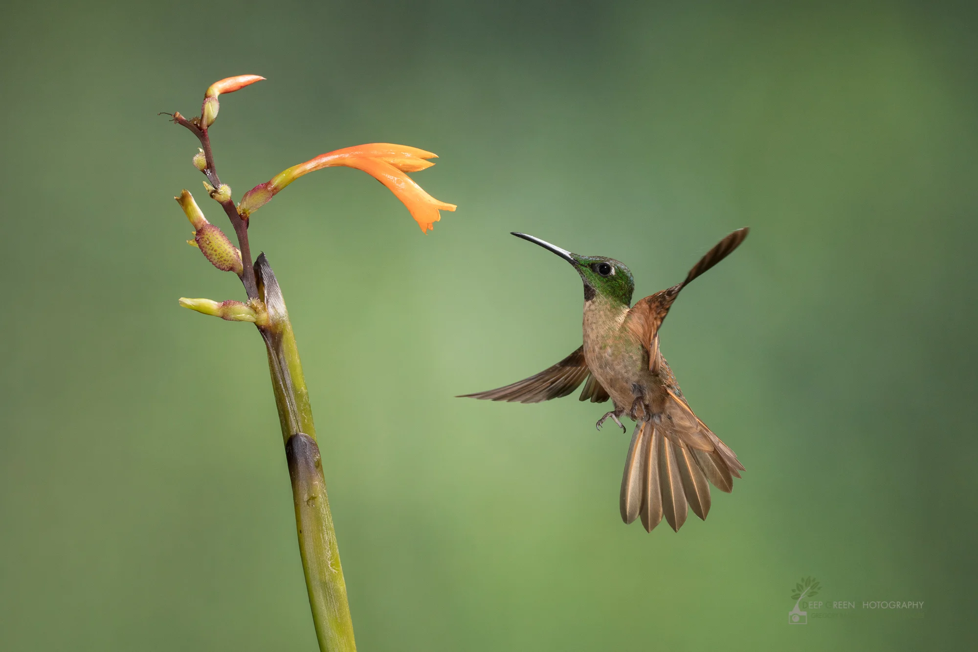 Fawn-breasted Brilliant visiting native Canna flower, Ecuador