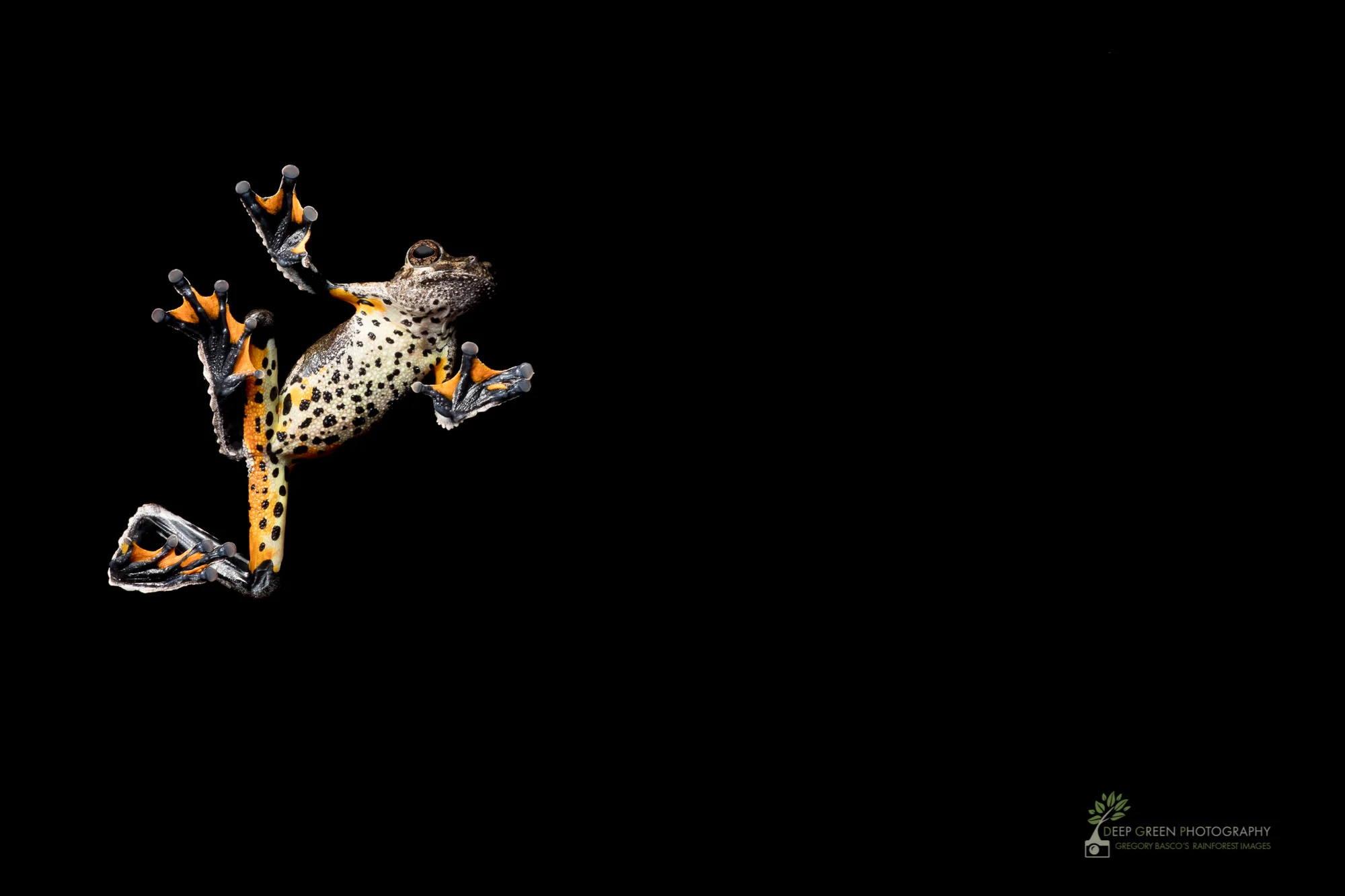DGP-stock-frogs-75.jpg