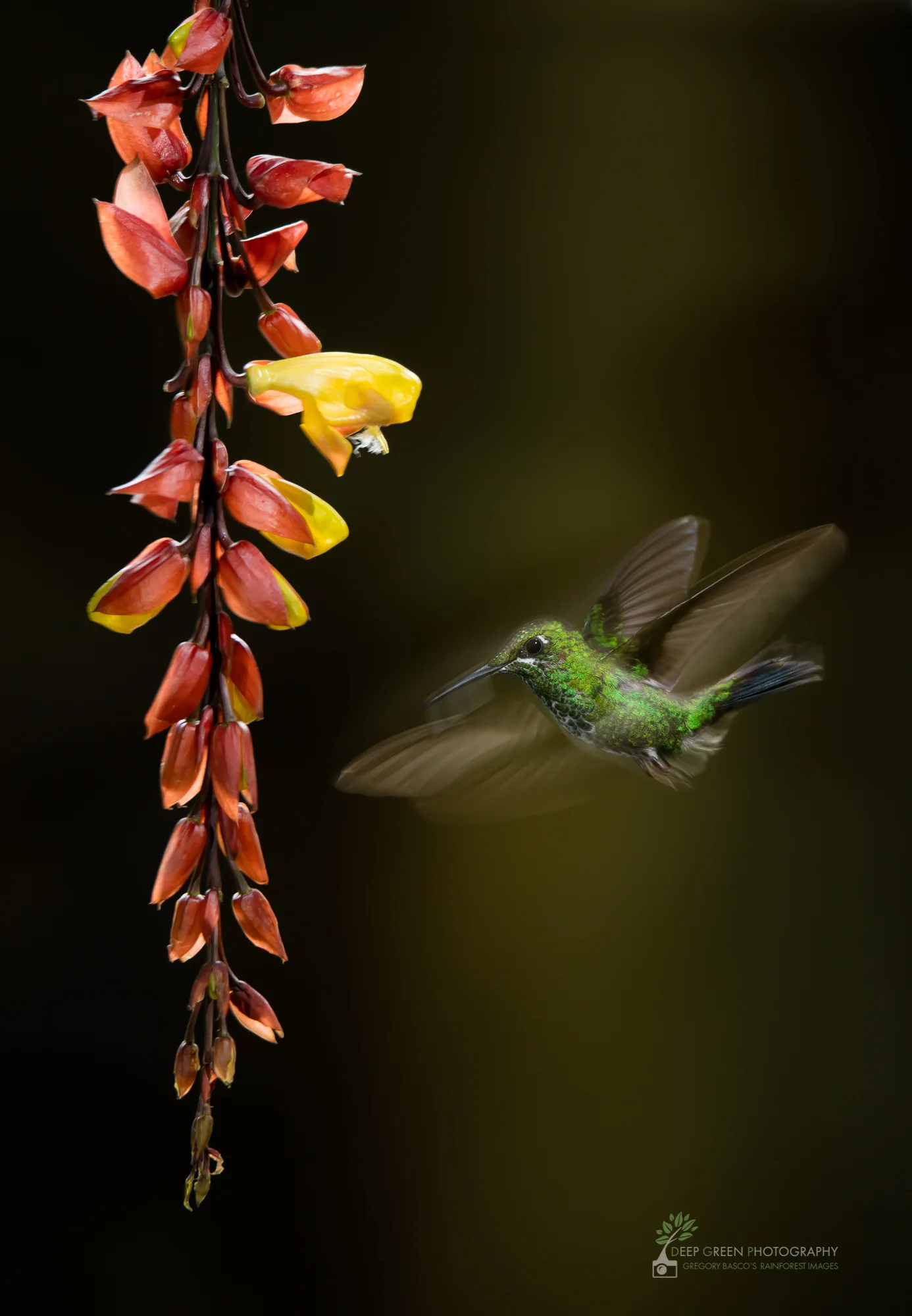 DGP-stock-hummingbirds-140.jpg