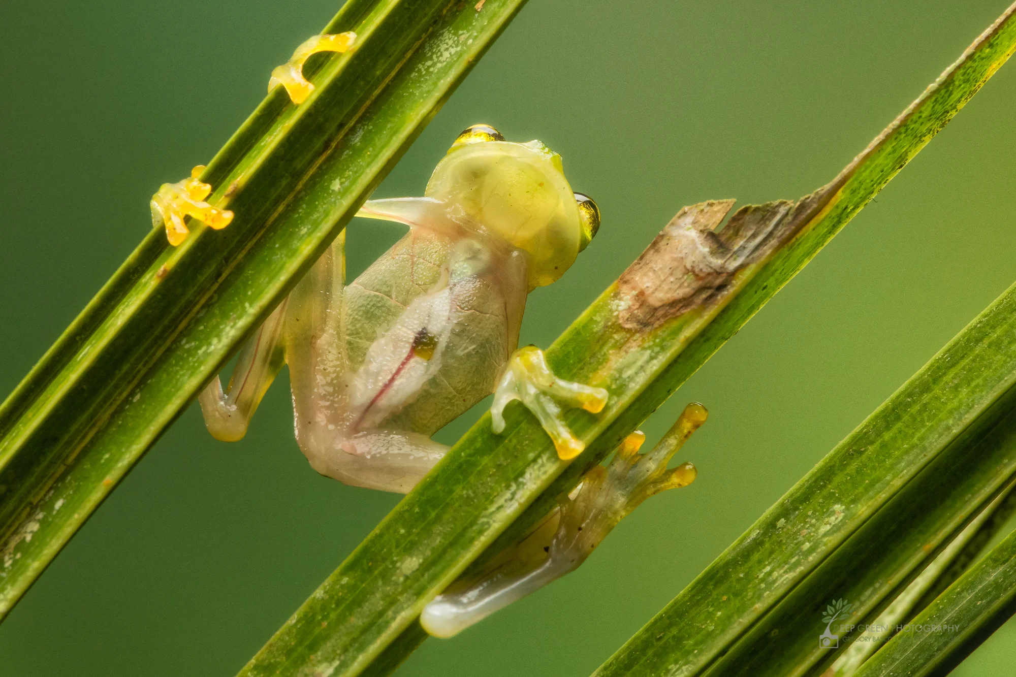 A reticulated glass frog (Hyalinobatrachium valerioi) exhibits its transparent skin protecting the internal organs and blood vessels while navigating a palm leaf in a lowland rainforest in Costa Rica.