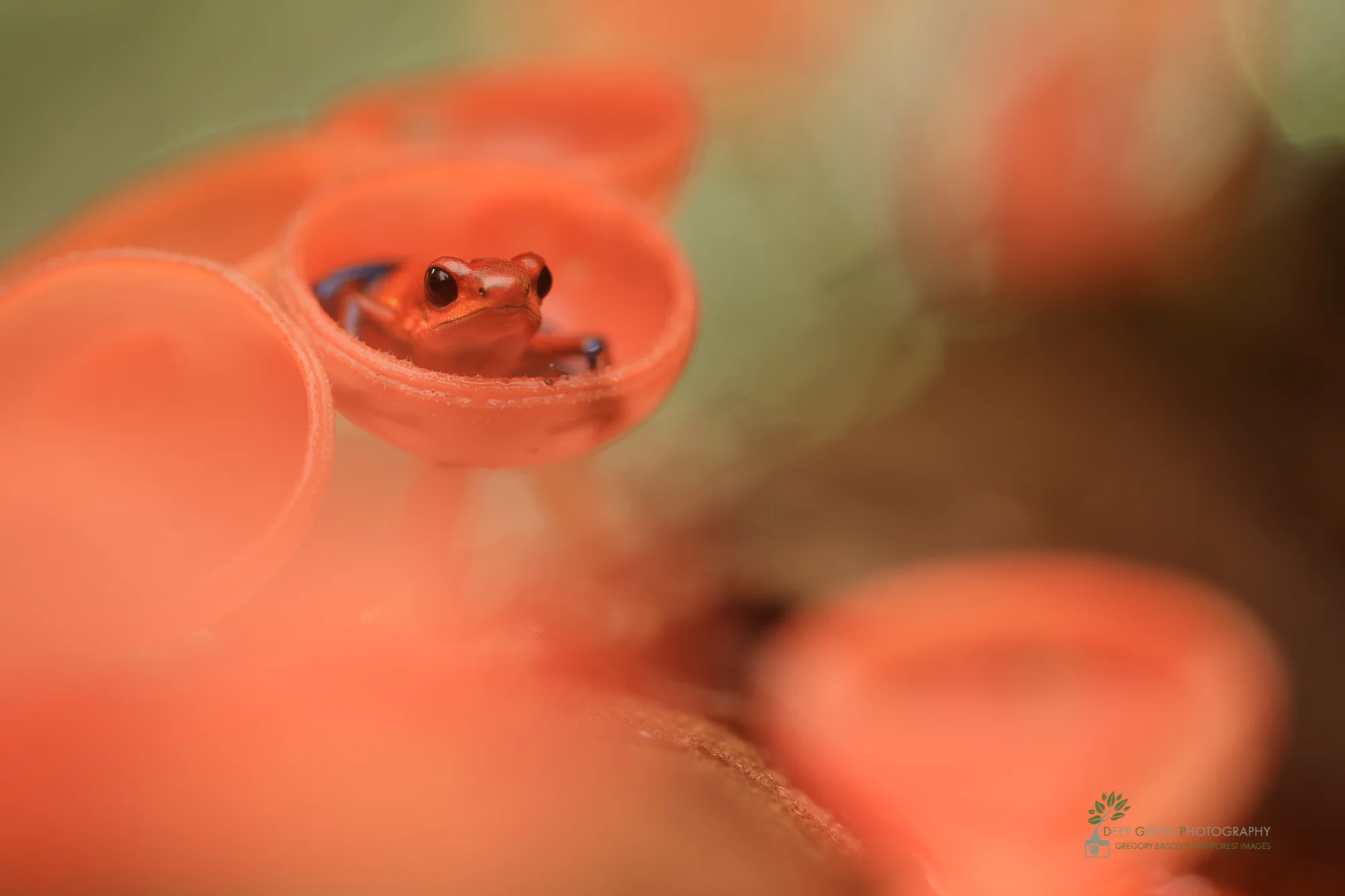 A strawberry poison frog (Oophaga pumilio) forages for food among orange cup fungus (Cookeina speciosa) on a fallen log in a lowland rainforest in Costa Rica