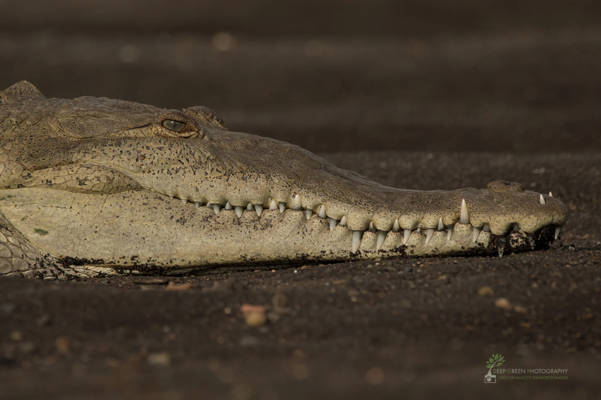 American crocodile, Tarcoles River, Costa Rica