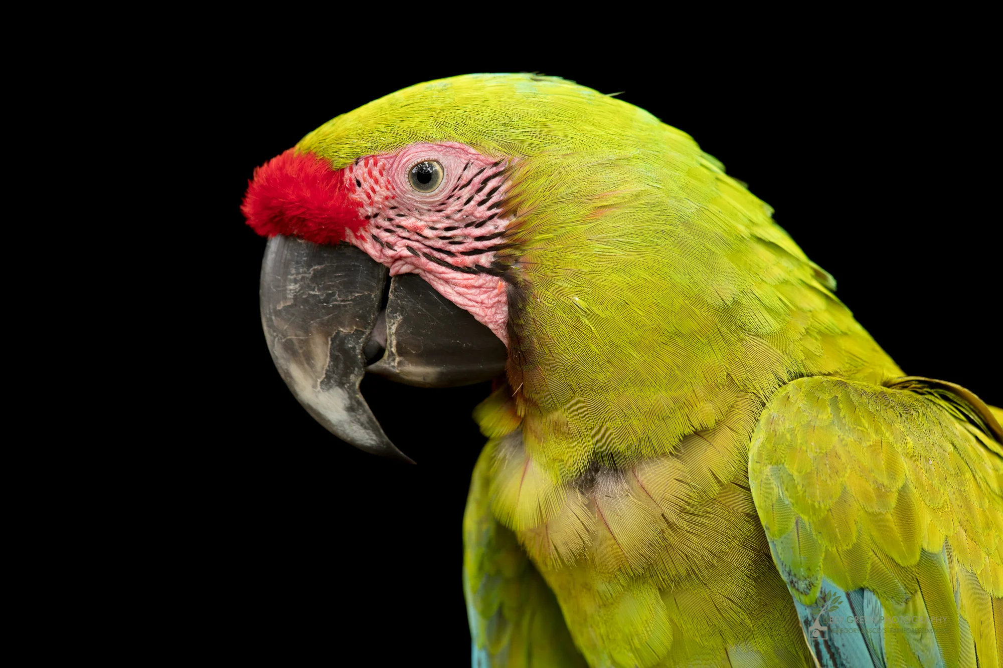 Great Green Macaw, Costa Rica