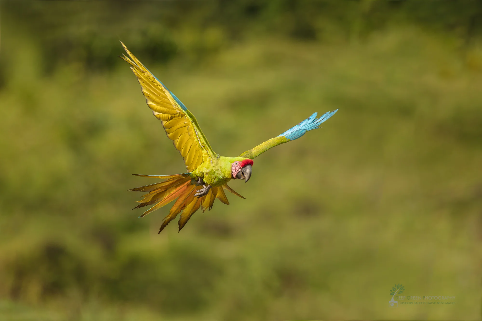 Costa Rica, tropical birds, macaw, rainforest