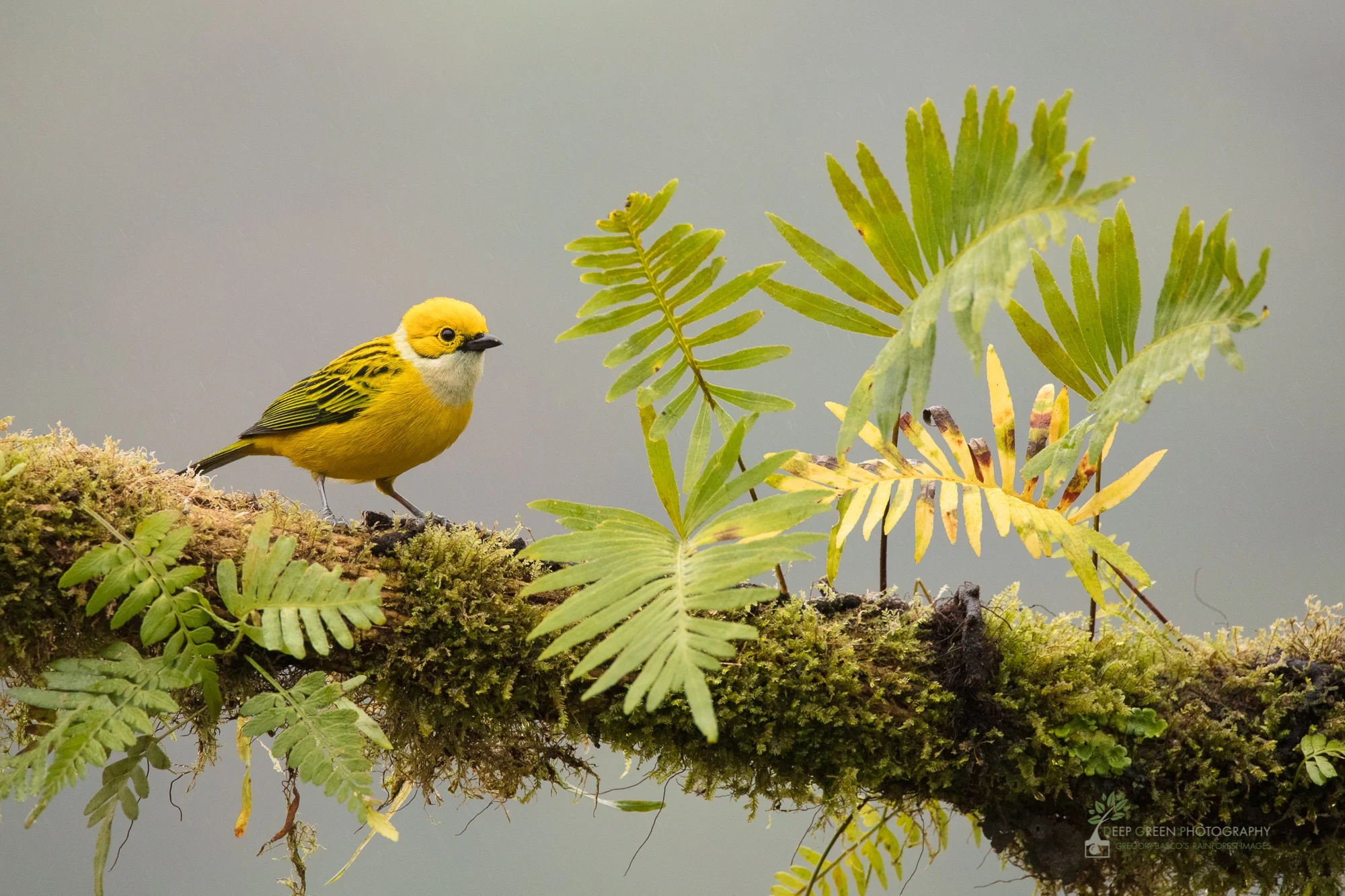 Silver-throated Tanager, cloud forest, Costa Rica