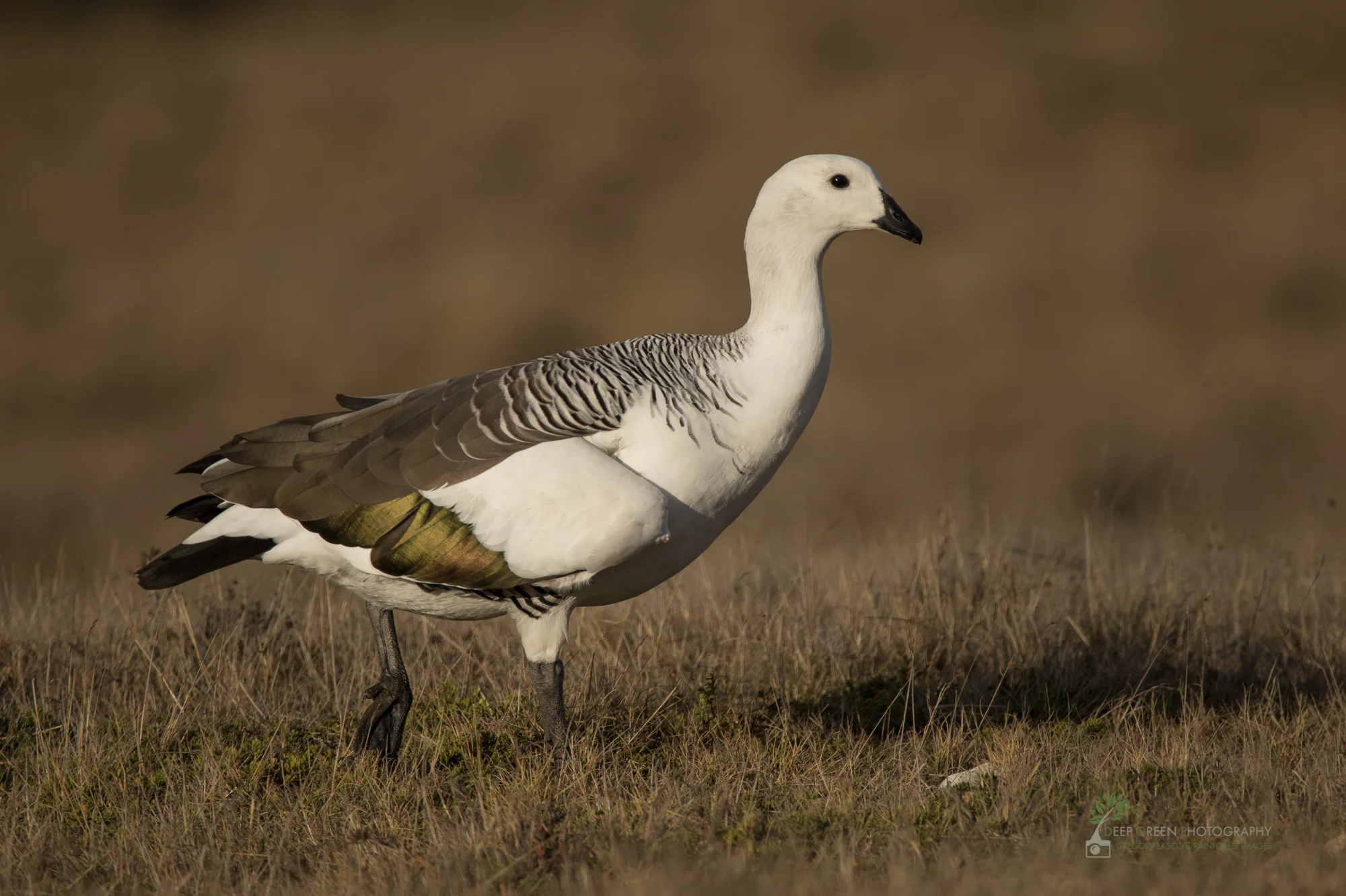 Andean Goose, Torres del Paine National Park, Chile