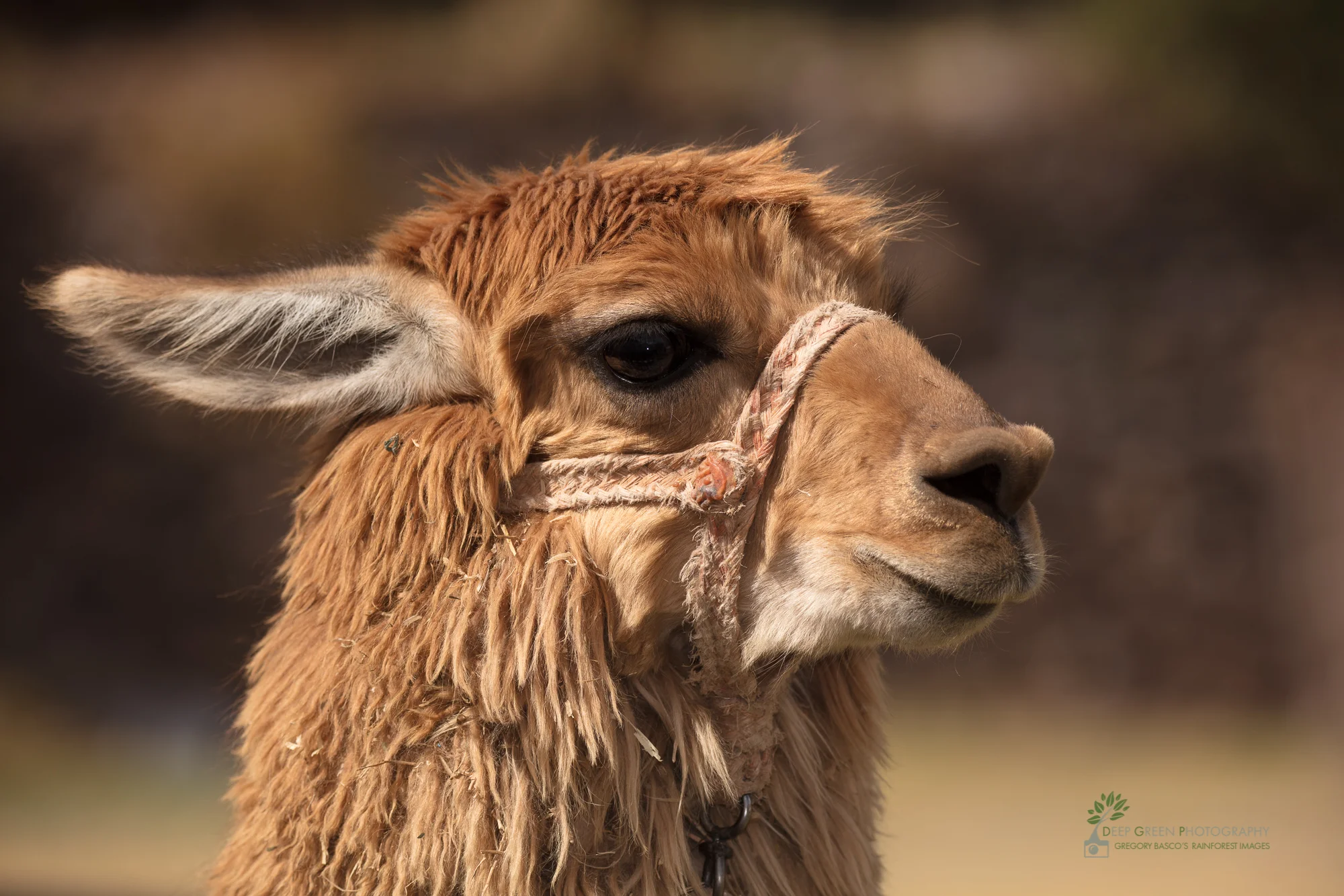 An alpaca, important to the Inca people for centuries as a source of clothing and food