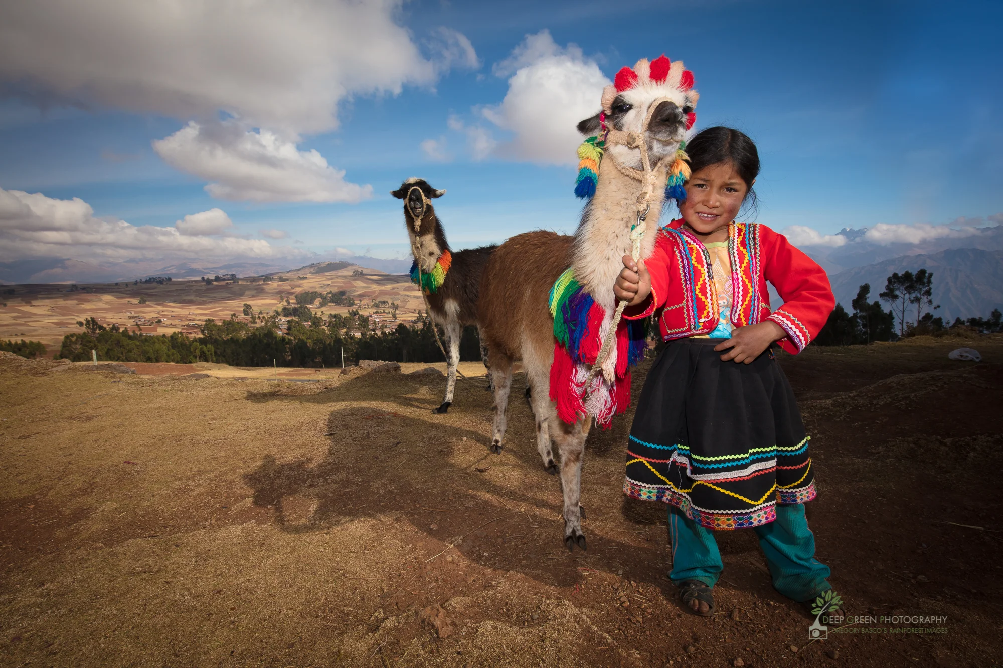 A young Inca girl dresses herself and her alpaca to call attention to her family's roadside tourist stand, Sacred Valley, Peru