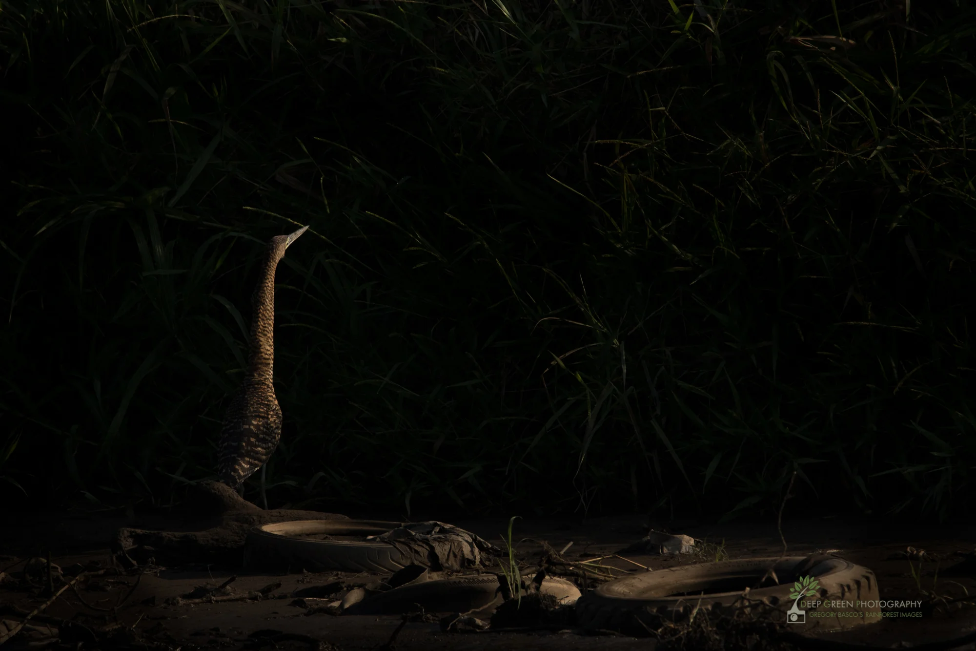 A bare-throated tiger heron searches for food along the Tarcoles River, which, because of chronic policy failures related to urban environmental issues, receives the trash from Costa Rica's capital city San Jose