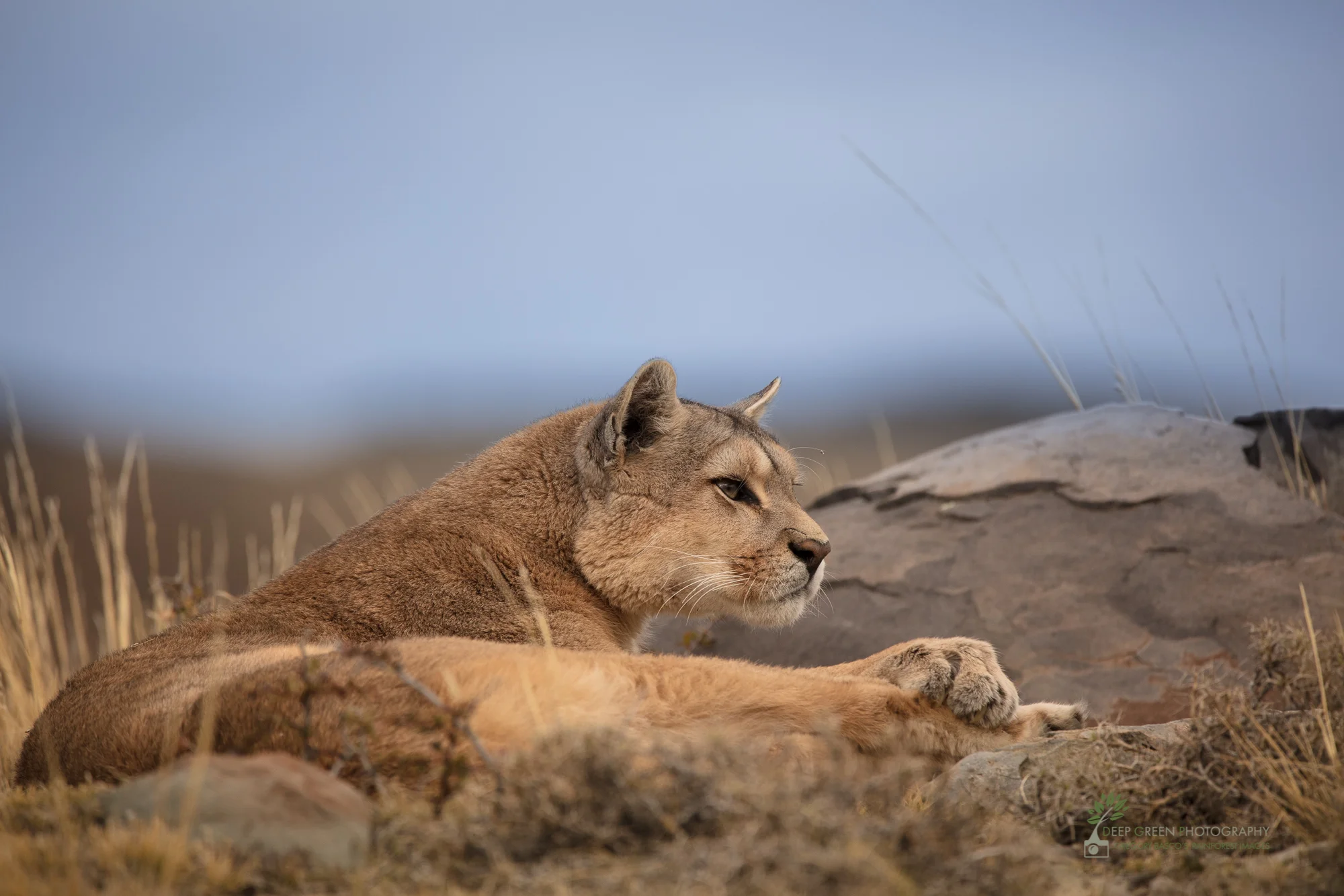 Puma, Torres del Paine National Park, Chile
