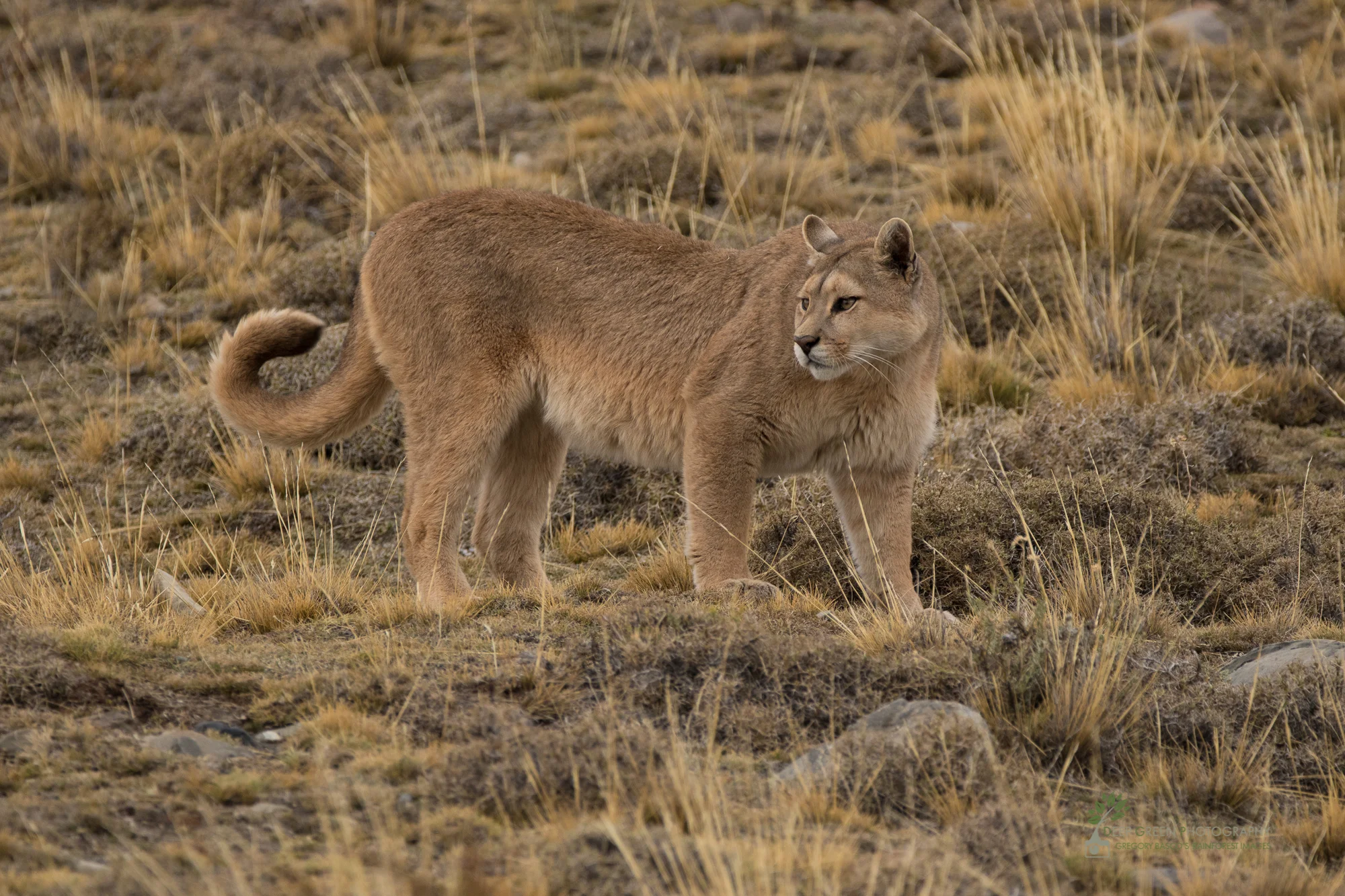 Puma, Torres del Paine National Park, Chile