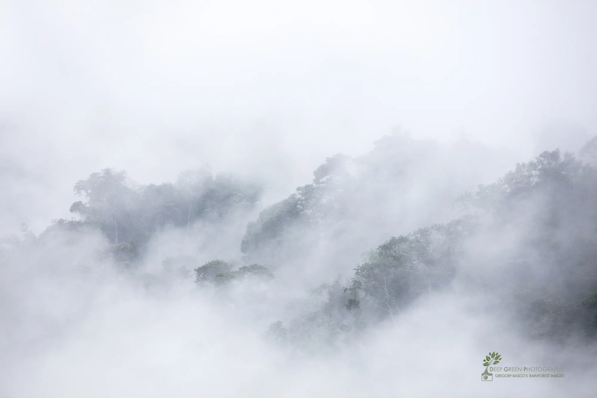 Cloud forest, Ecuador
