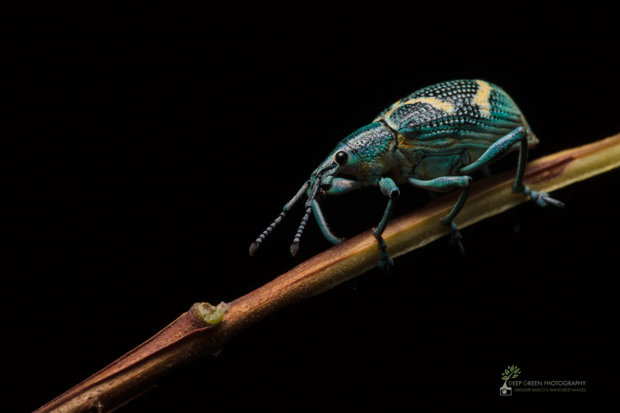 A colorful weevil on a branch in a rainforest, Ecuador