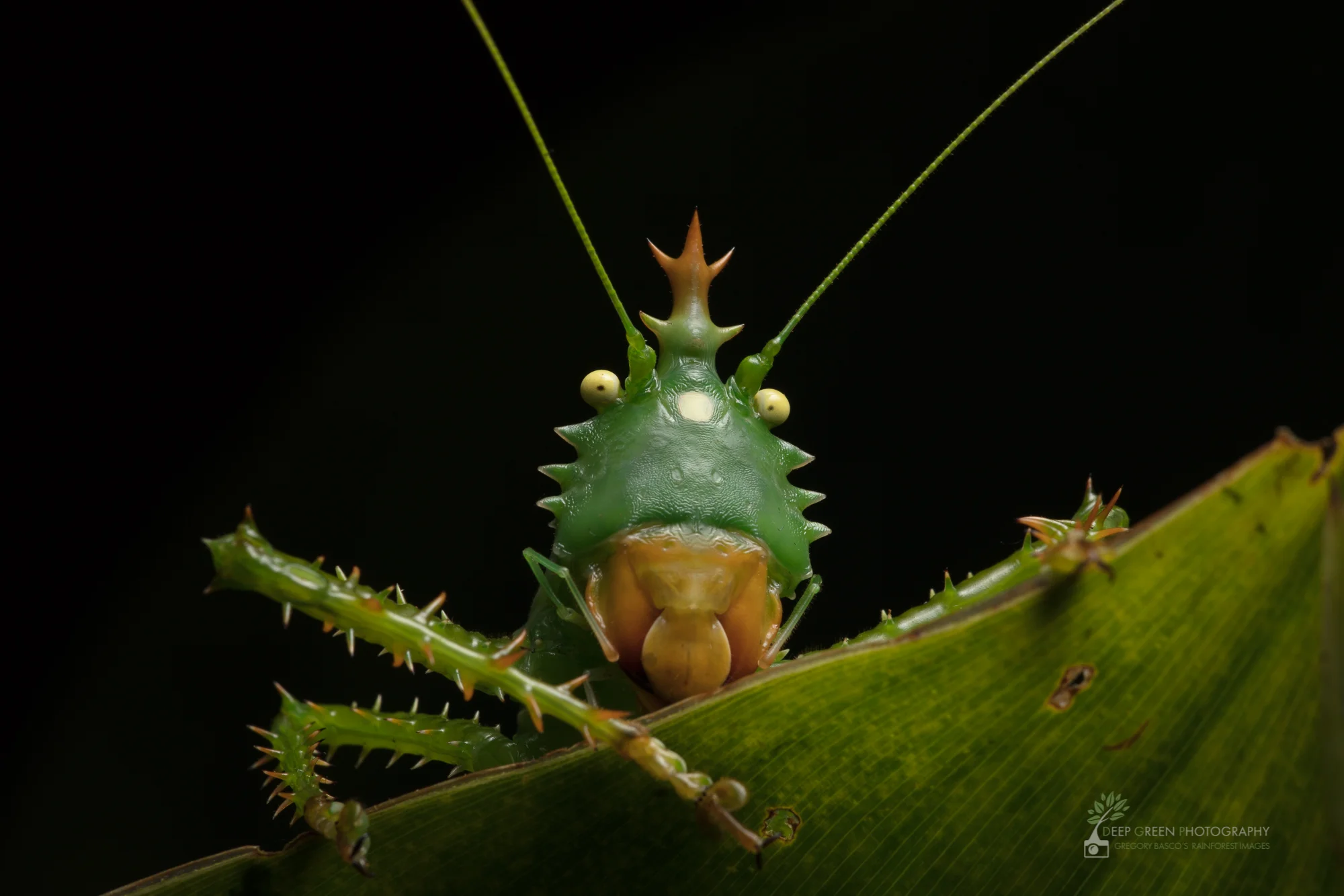 Spiny Devil Katydid in a rainforest in the Amazon foothills of Ecuador