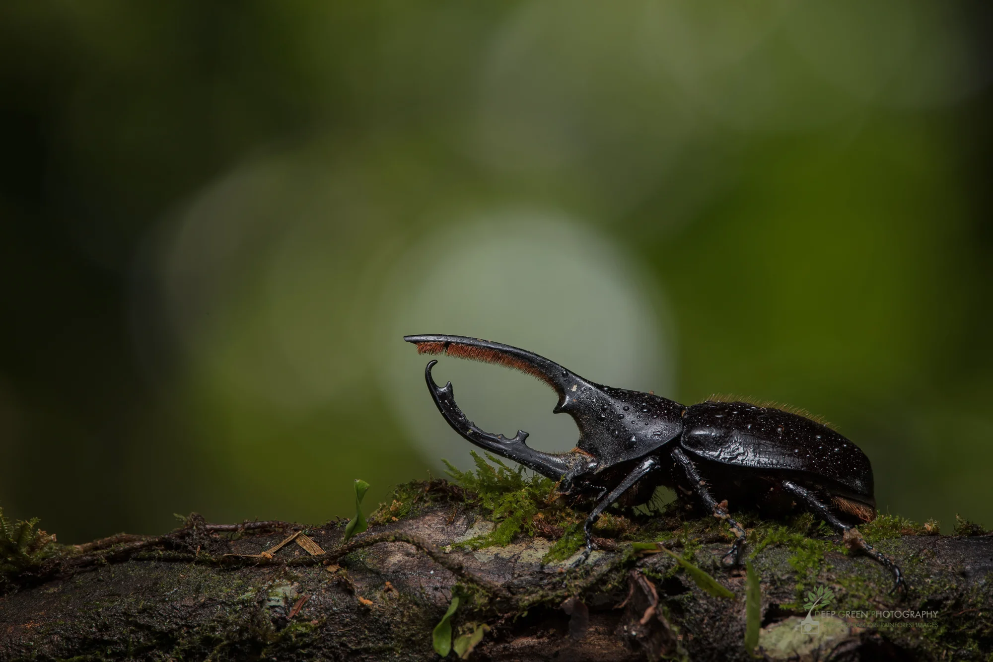 Hercules beetle, rainforest, Costa Rica