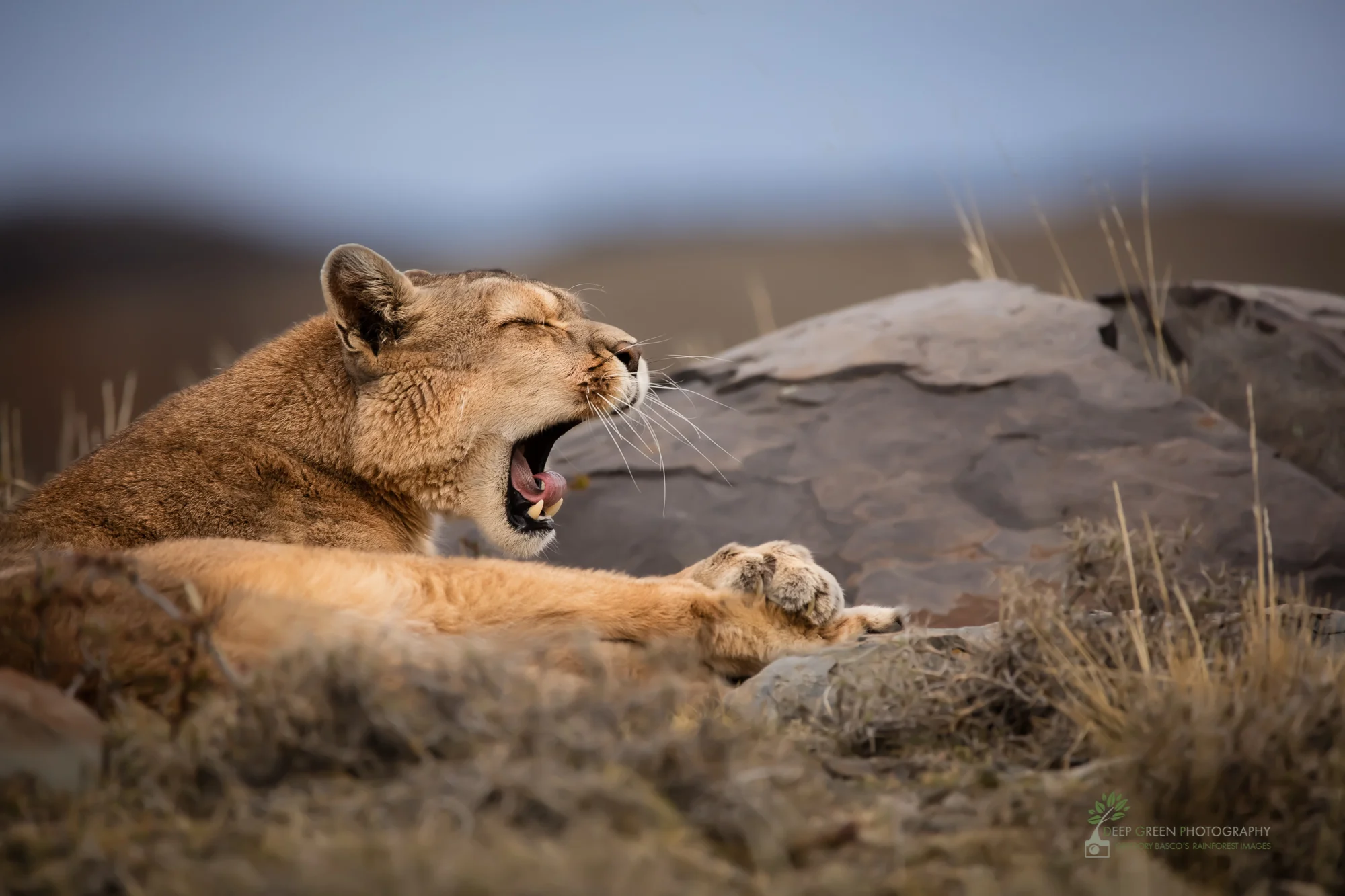 Puma, Torres del Paine National Park, Chile