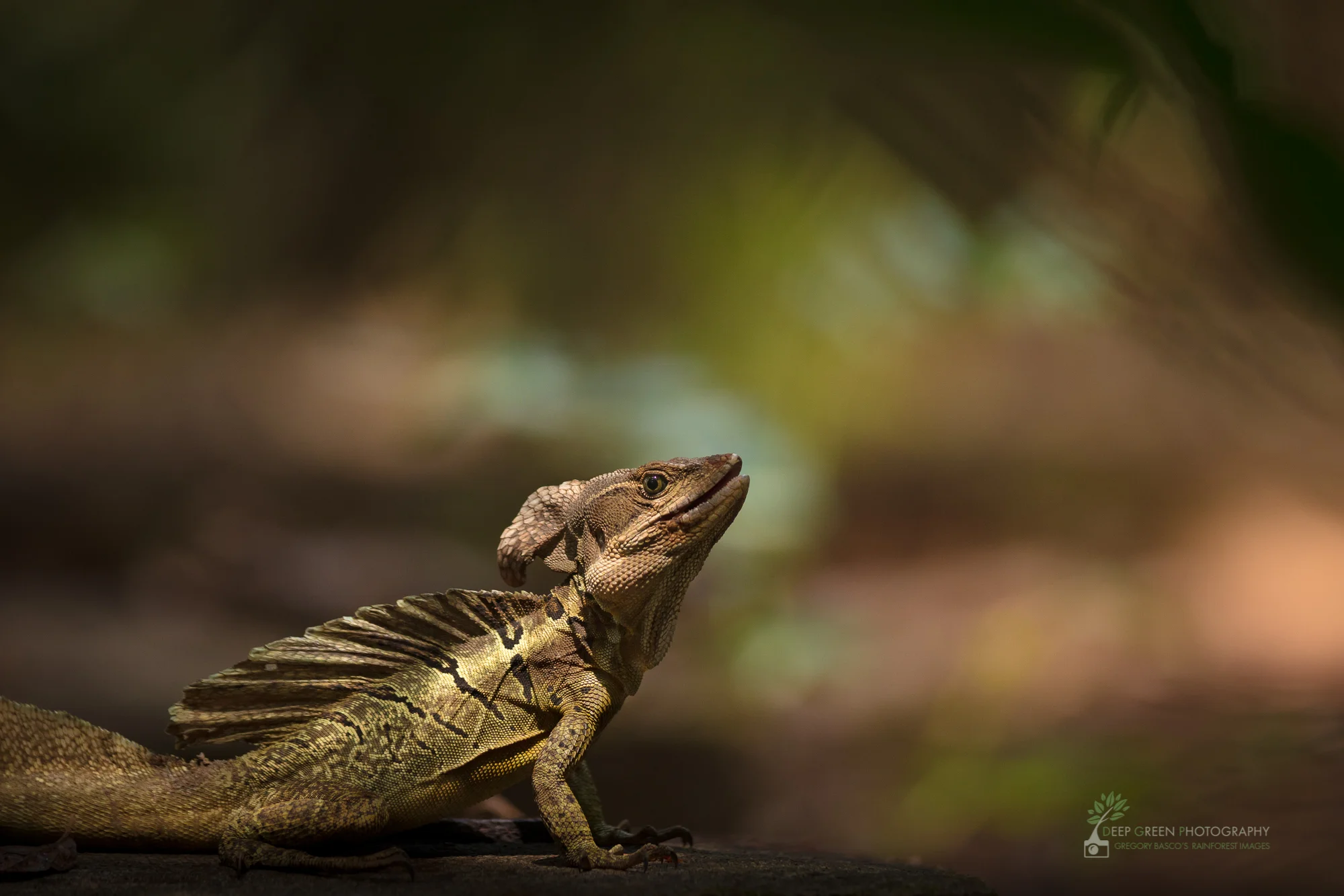 A common basilisk lizard on the forest floor in Costa Rica's Manuel Antonio National Park.