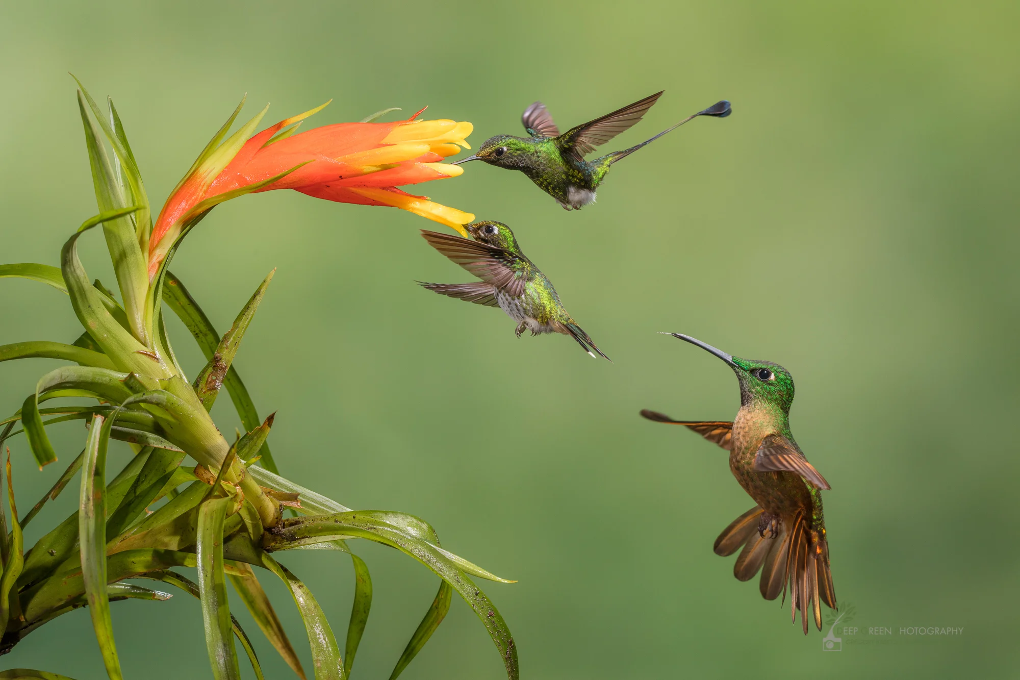 Booted racket-tail and a fawn-breasted brilliant visit a bromeliad flower in the highlands of Ecuador