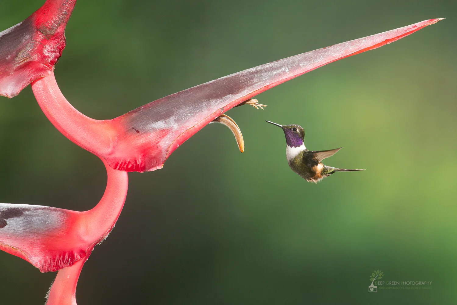 a purple-throated woodstar visits a Heliconia flower in Ecuador