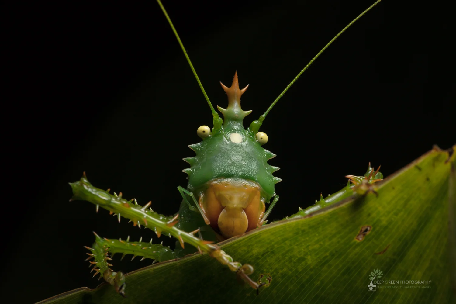 Spiny Devil Katydid in a rainforest in the Amazon foothills of Ecuador