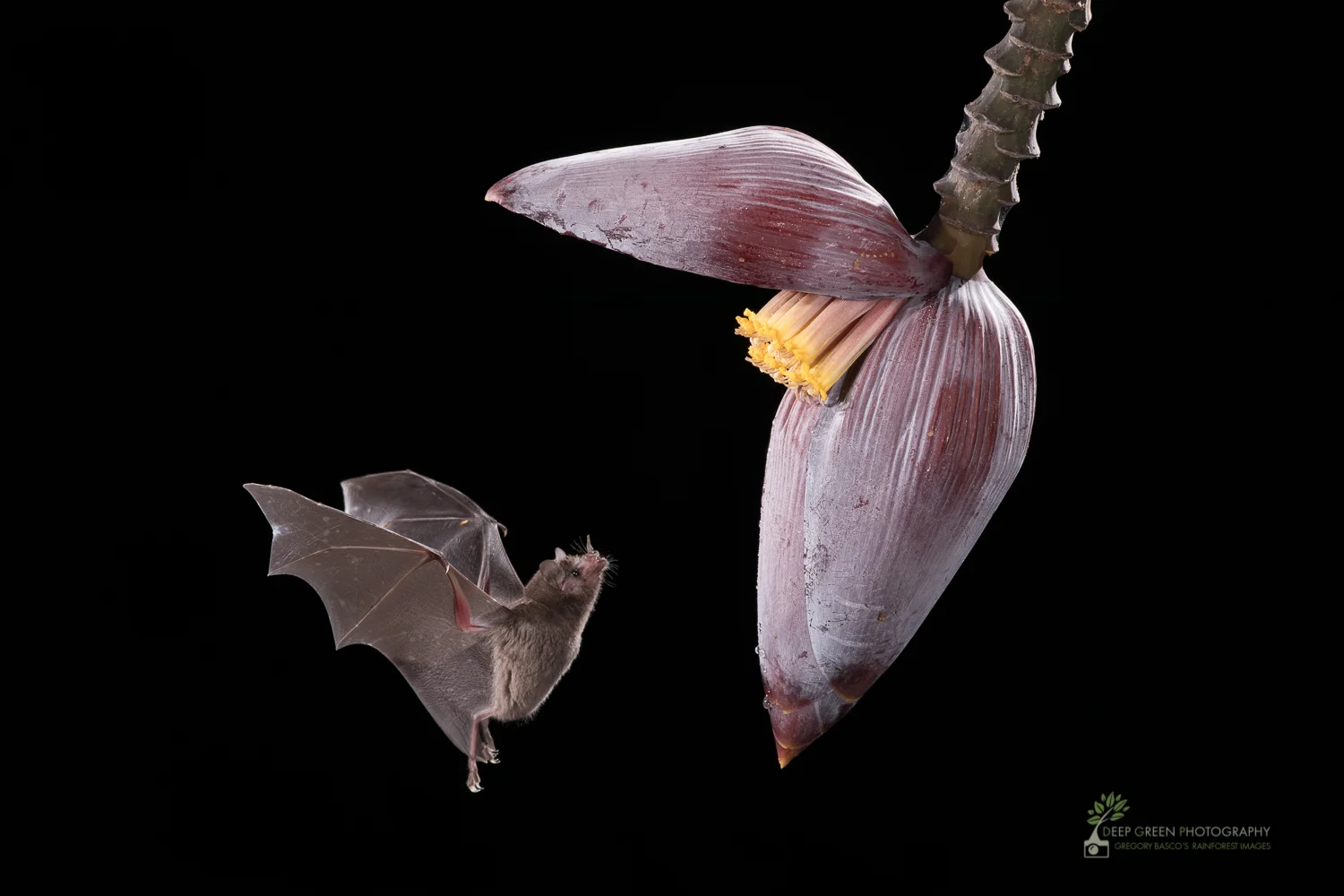 A Pallas' Long-tongued Bat visits a banana flower, Costa Rica