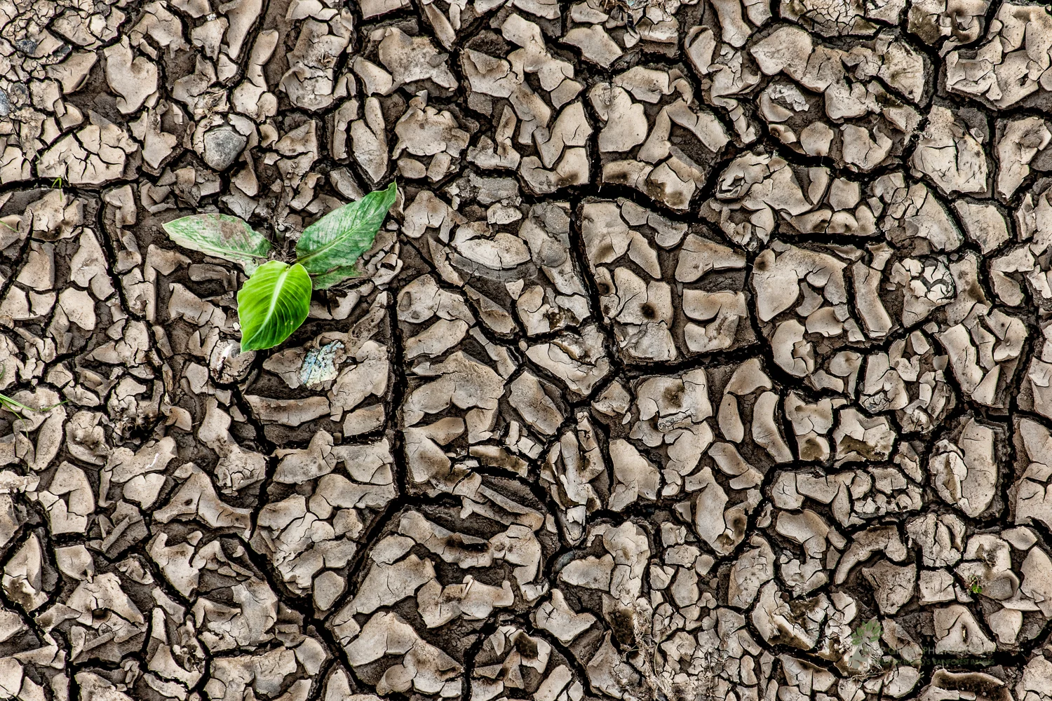 a tender rattlesnake plant struggles to grow in the cracked mud of a riverbank at the end of the dry season