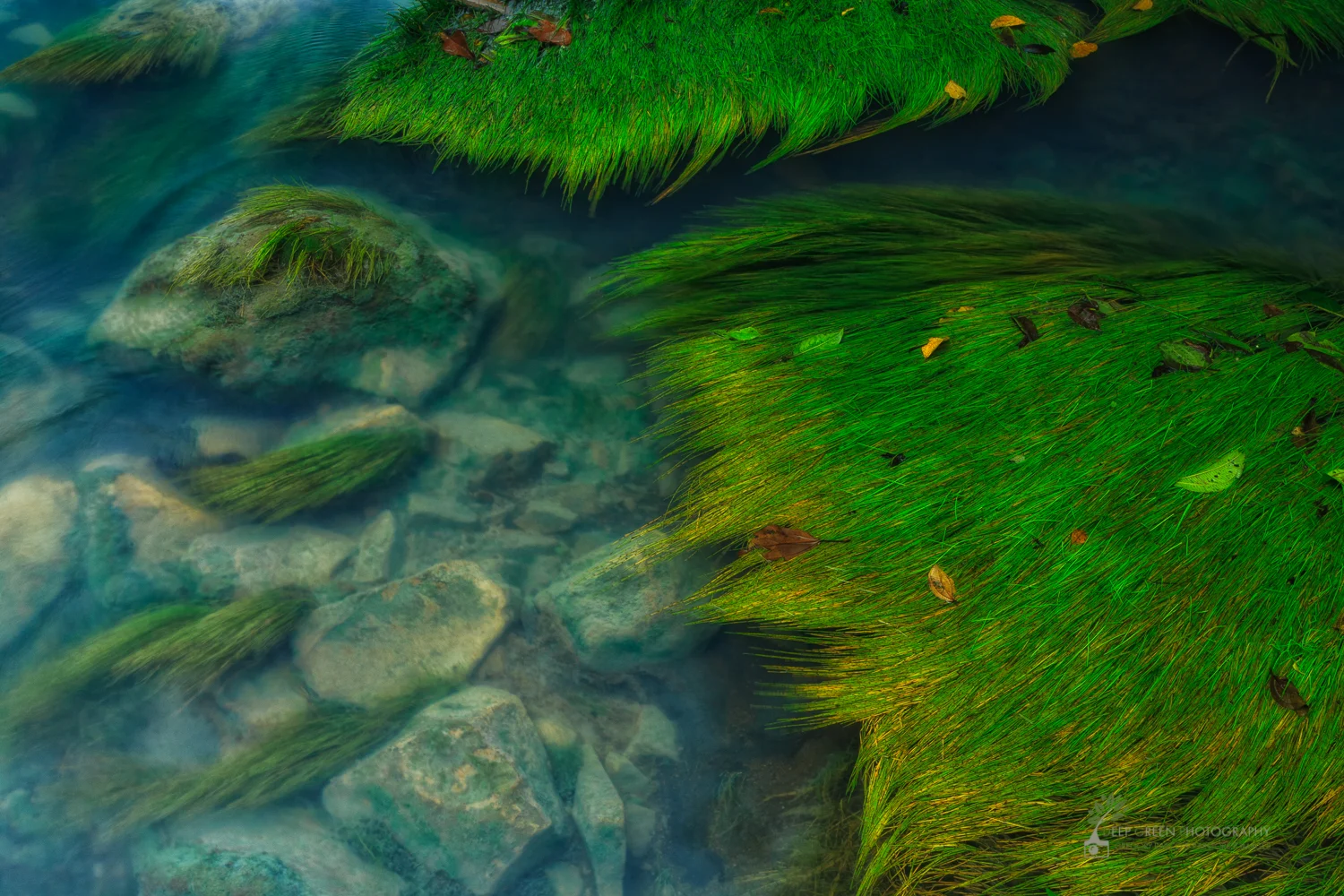The Rio Celeste in Costa Rica's Tenorio Volcano National Park is one of my favorite destinations in the country for landscape photography. While spending a day in the park photographing with a friend, I composed this image of native aquatic grasses in the river. I liked the contrast of the green vegetation with the otherworldly blue water of the river, which results from suspended silica colloids, probably of volcanic origin.