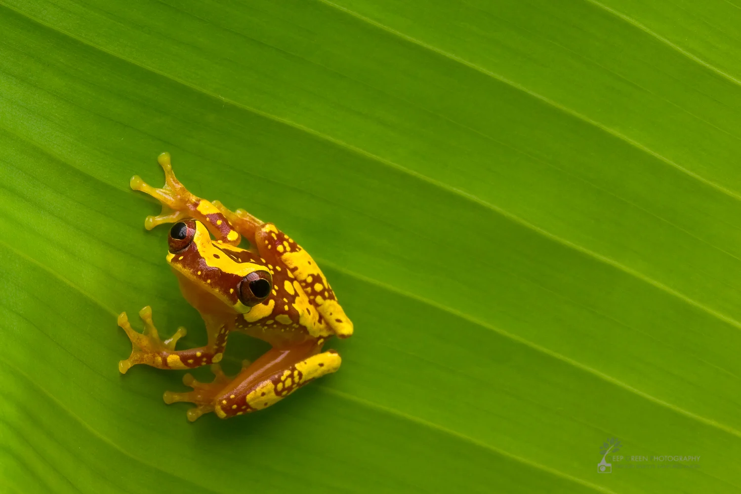 Hourglass tree frog (Hyla ebreccata), Costa Rica