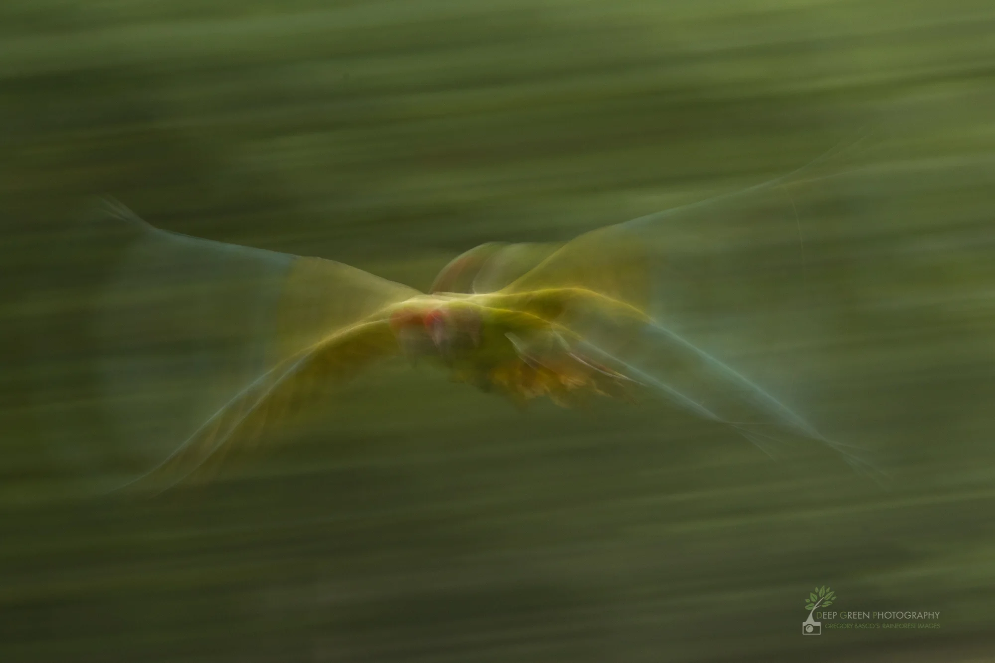 DGP stock birds-337.jpg