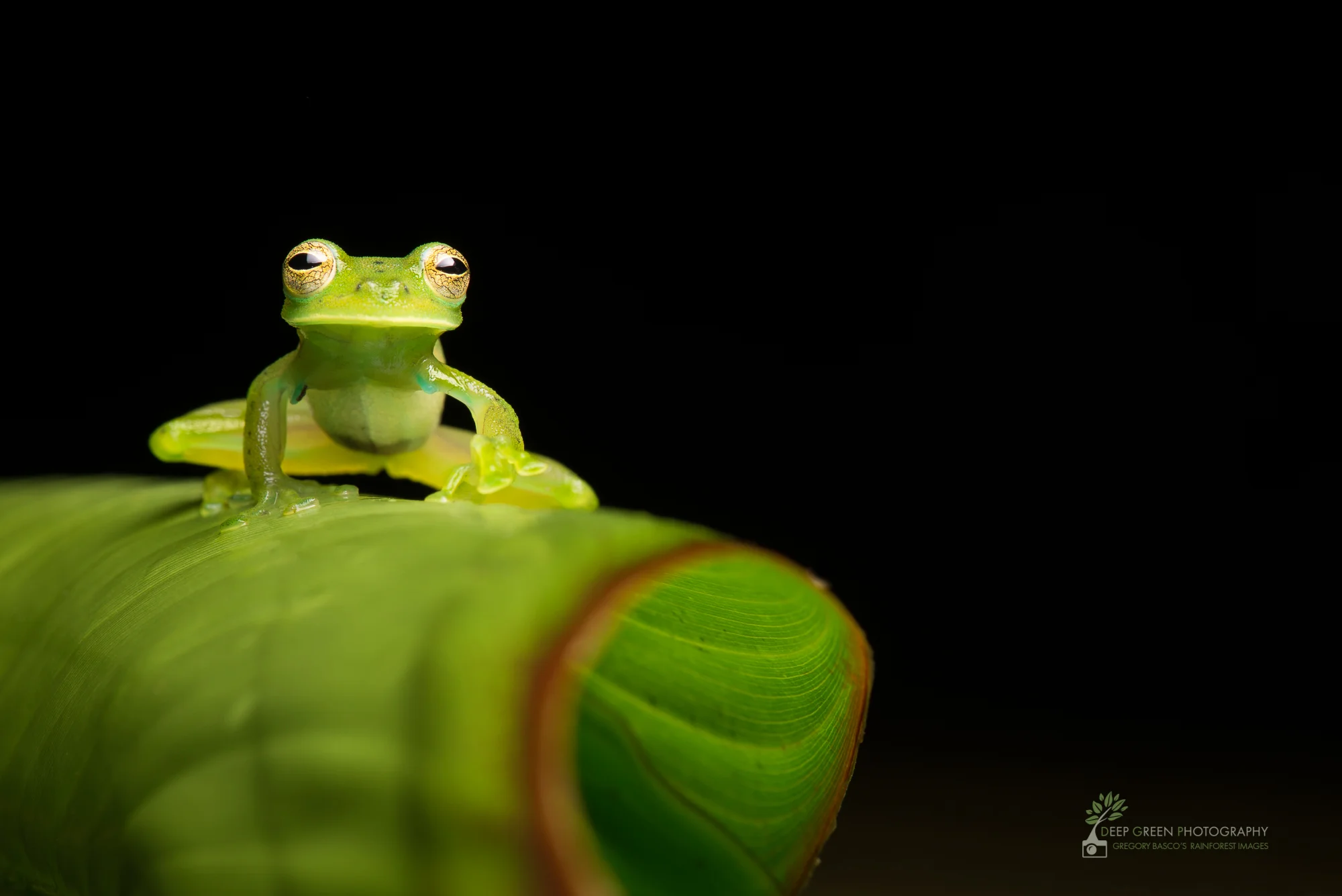 Emerald glass frog, Costa Rica