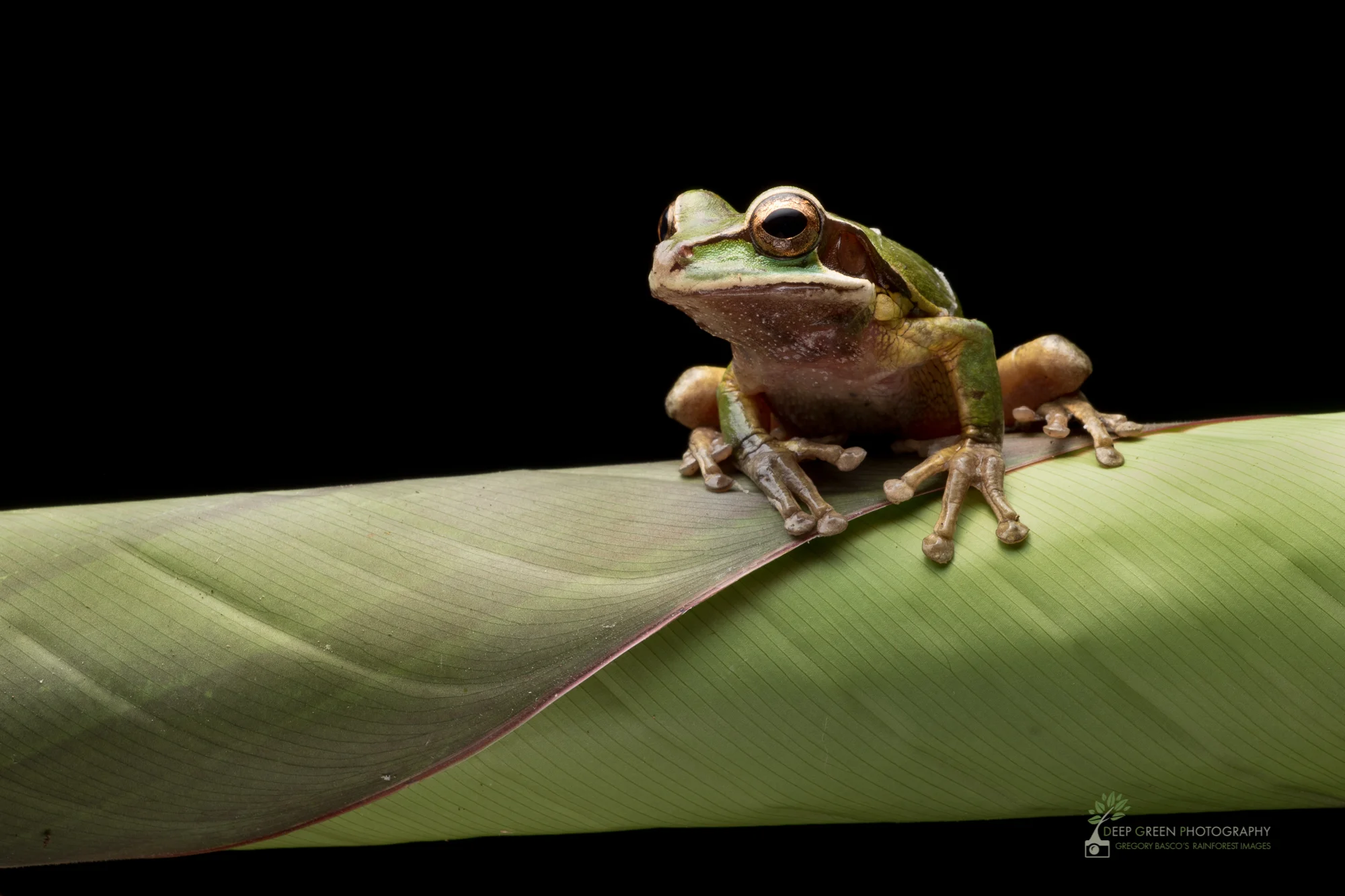 Masked Tree Frog (Smilisca phaeota), Costa Rica