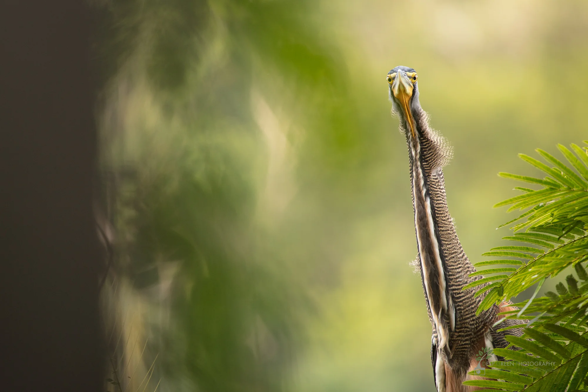 Bare-throated Tiger Heron, Tortuguero National Park, Costa Rica