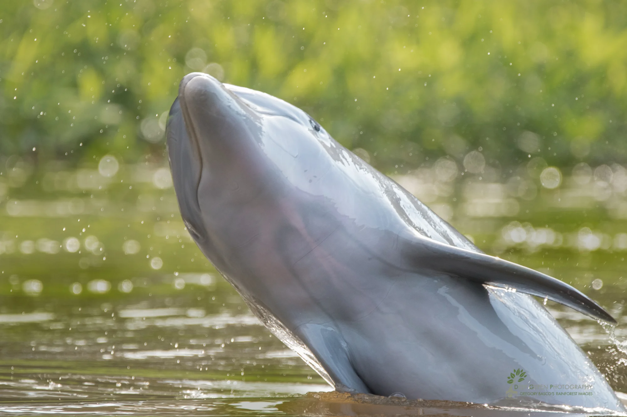 A Bottle-nosed Dolphin frolics in the jungle canals of the Tortuguero National Park in Costa Rica.