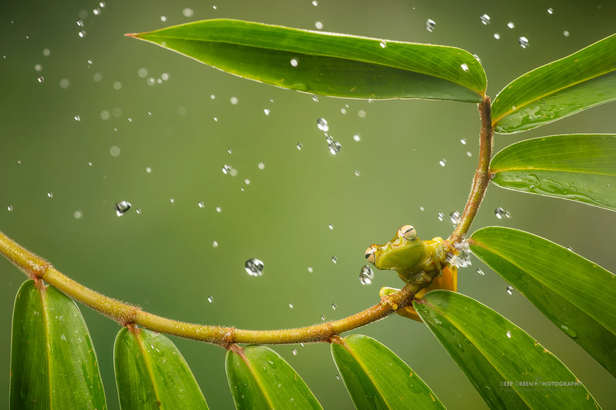 The detail in a high megapixel file is astounding, even when the subject is small in the frame, which is one of my preferred ways to compose.