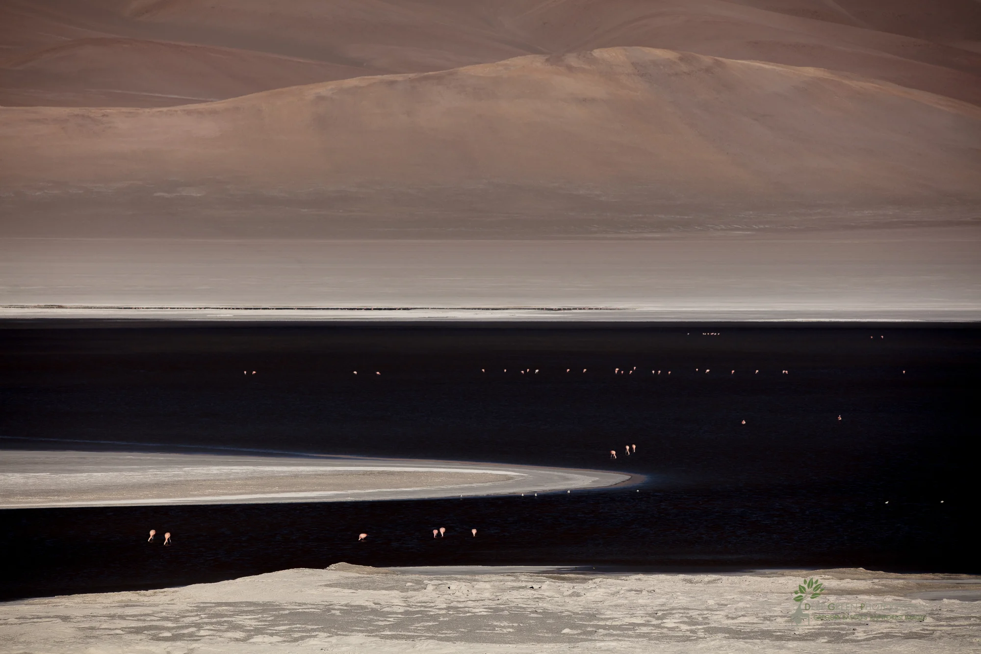 Flamingos forage for shrimp in a salt lake at over 15,000 feet in the altiplano of the Atacama Desert near the border of Bolivia and Chile.