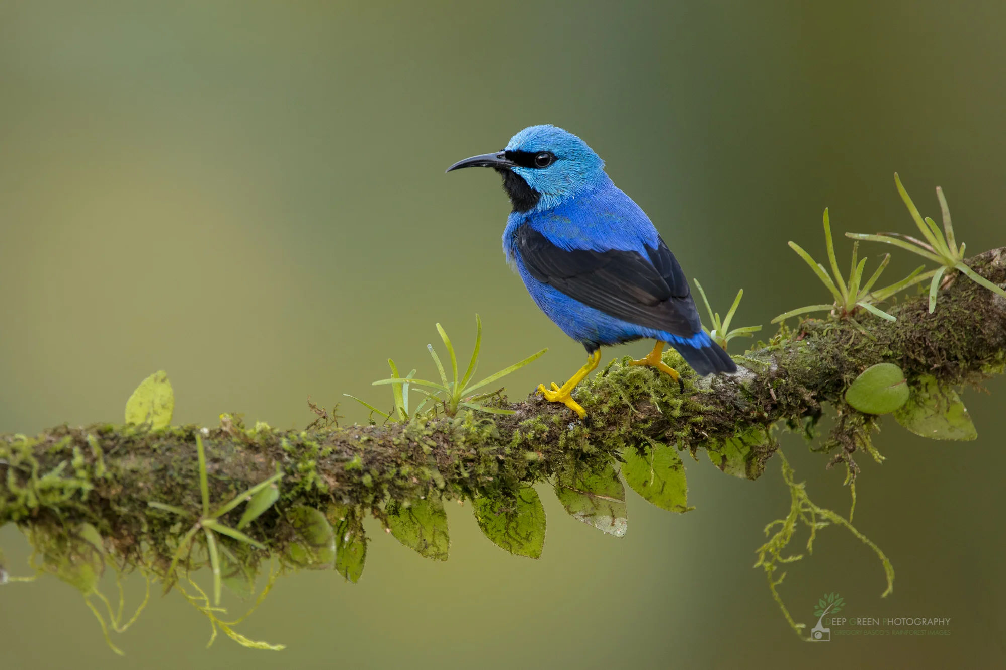 shining honeycreeper, costa rica