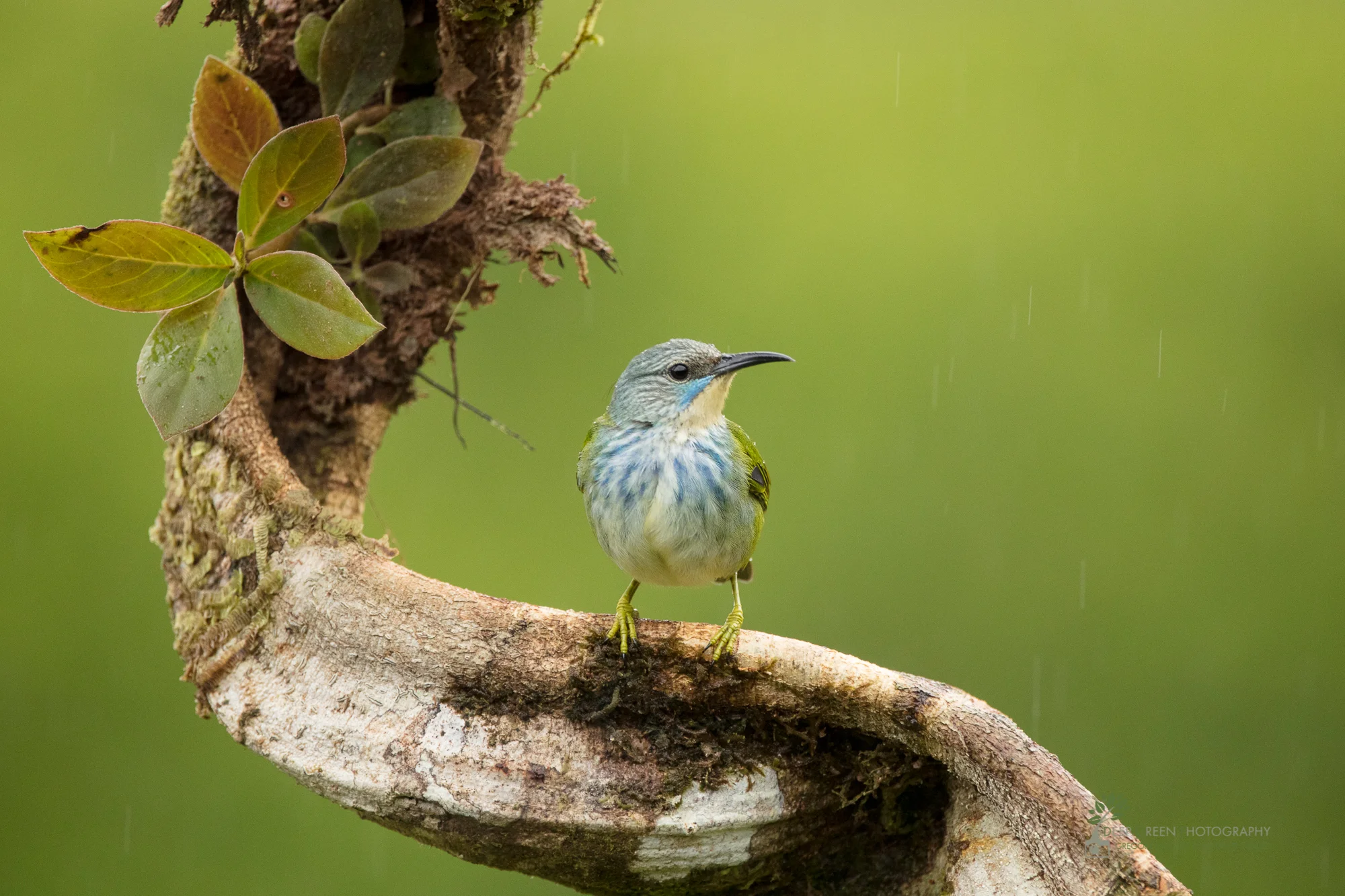 Female shining honeycreeper, Costa Rica