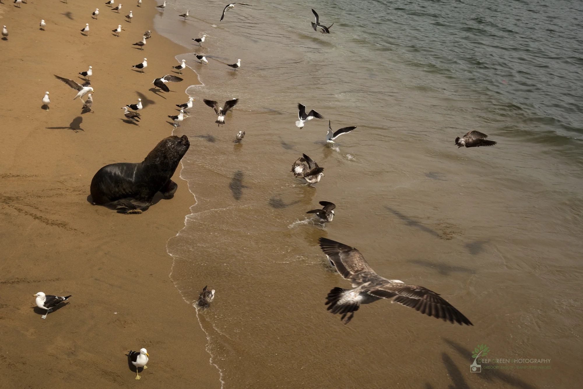 Sea lion and gulls in Valparaiso, Chile