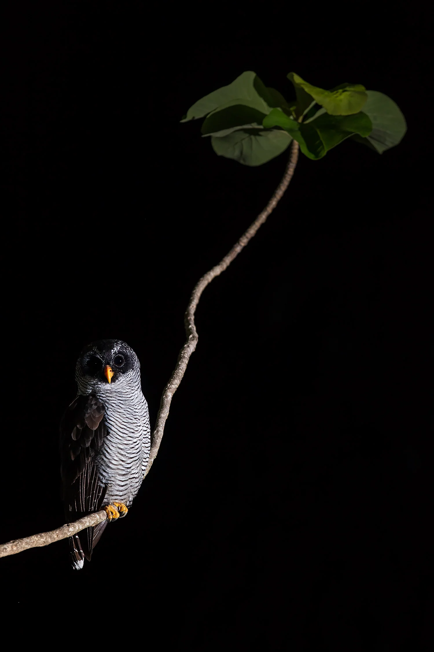 DGPstock-birds-72.jpg