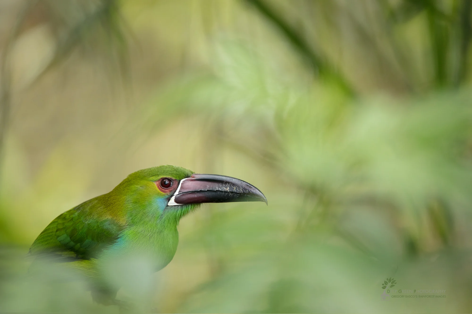 Crimson-rumped Toucanet in cloud forest, Ecuador
