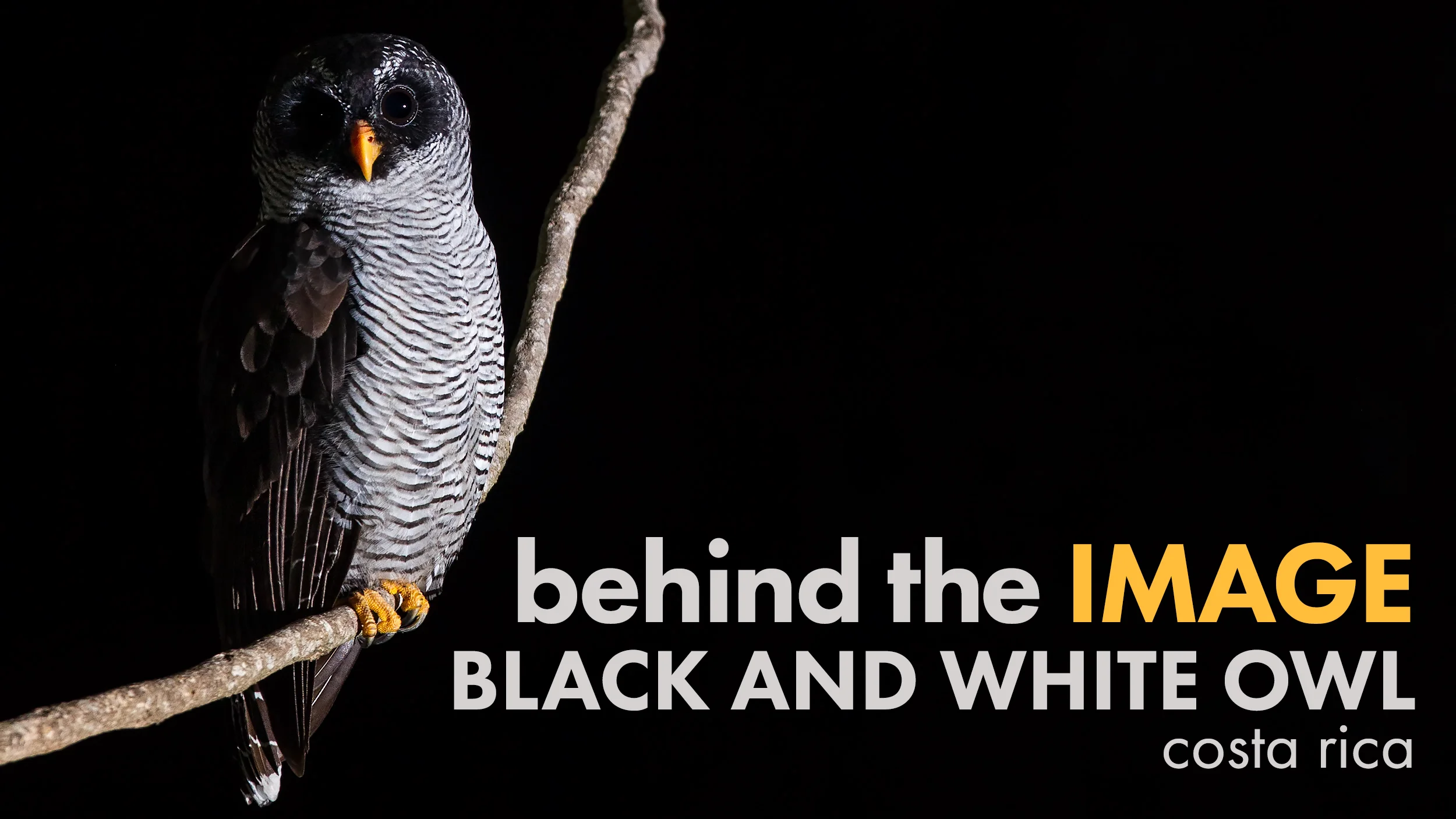 owl-banner.jpg